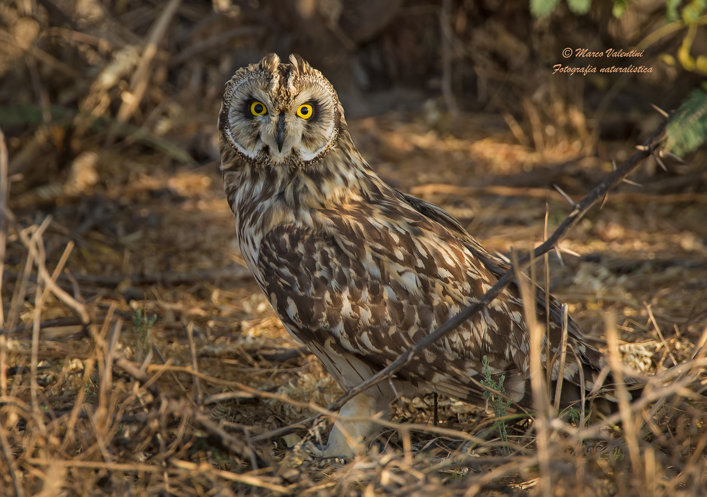 Short-eared Owl