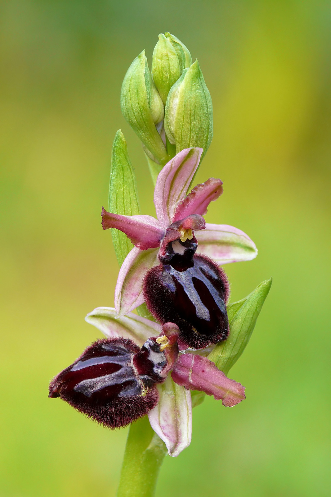 Ophrys sipontensis
