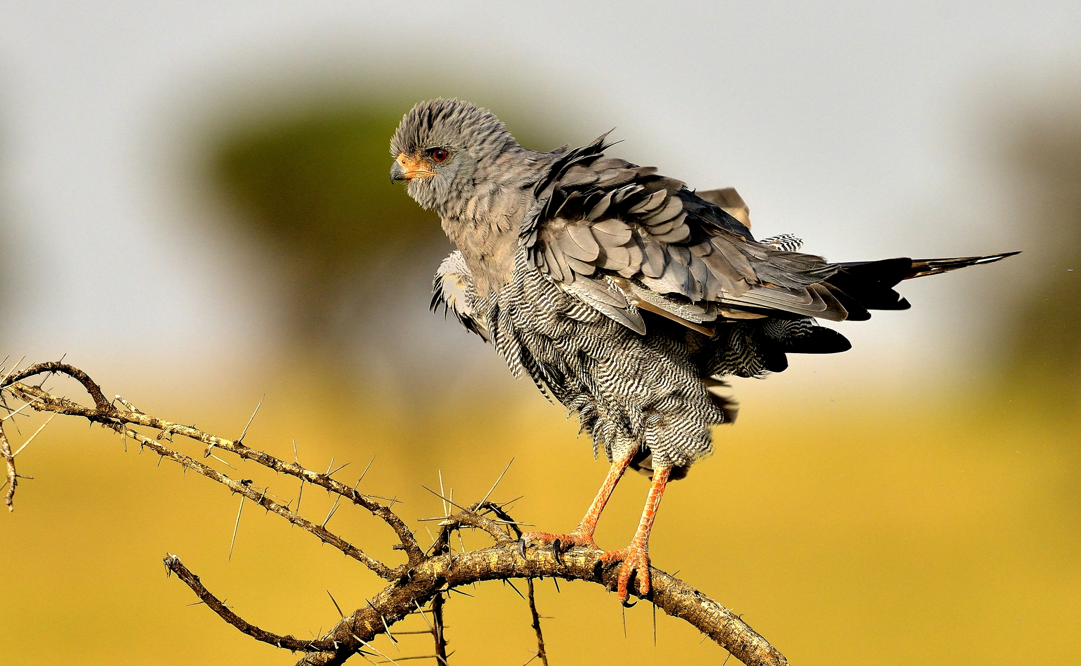 Tanzania 2015 - Astore cantante