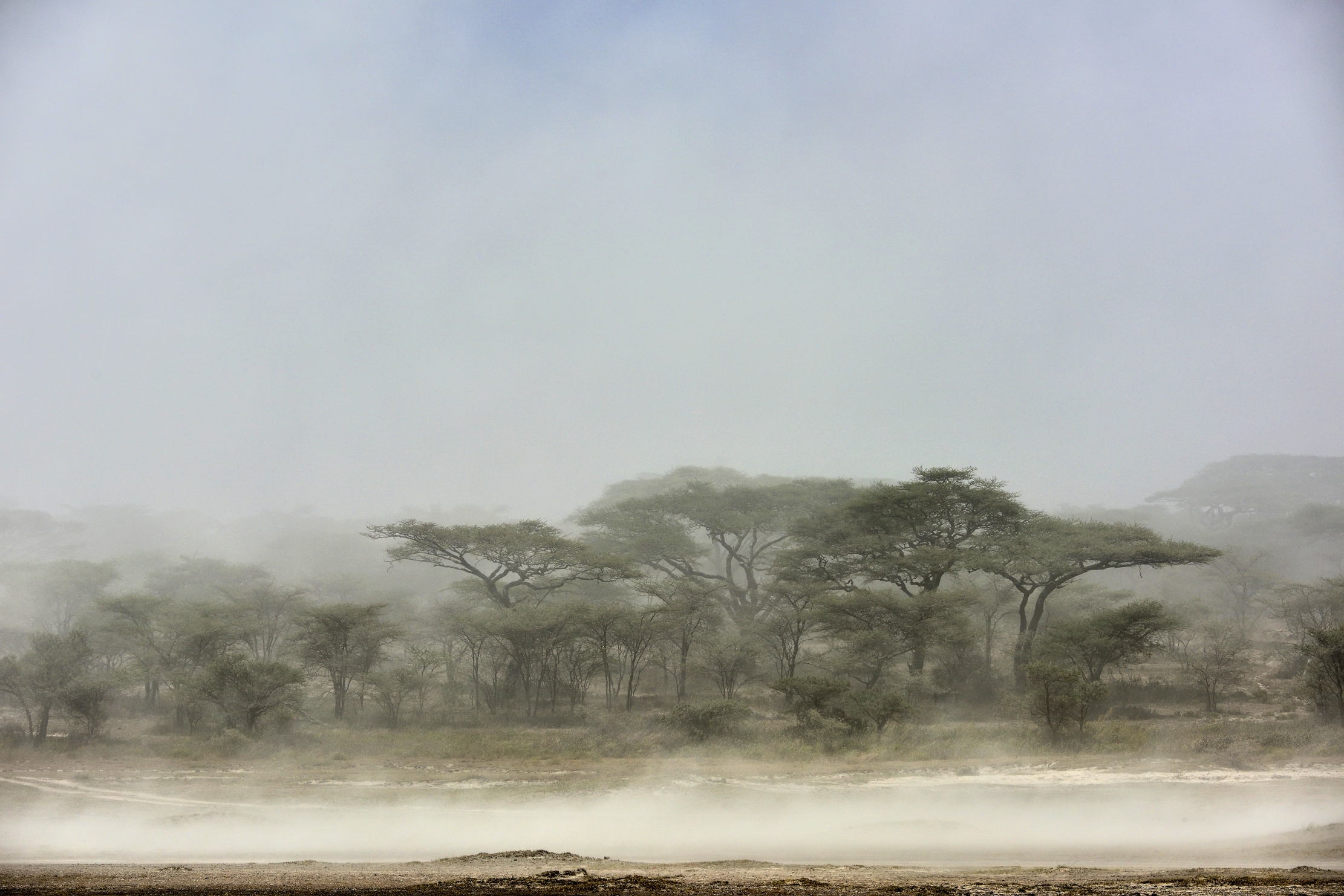 Tanzania 2015 - Tempesta di sabbia a Ndutu