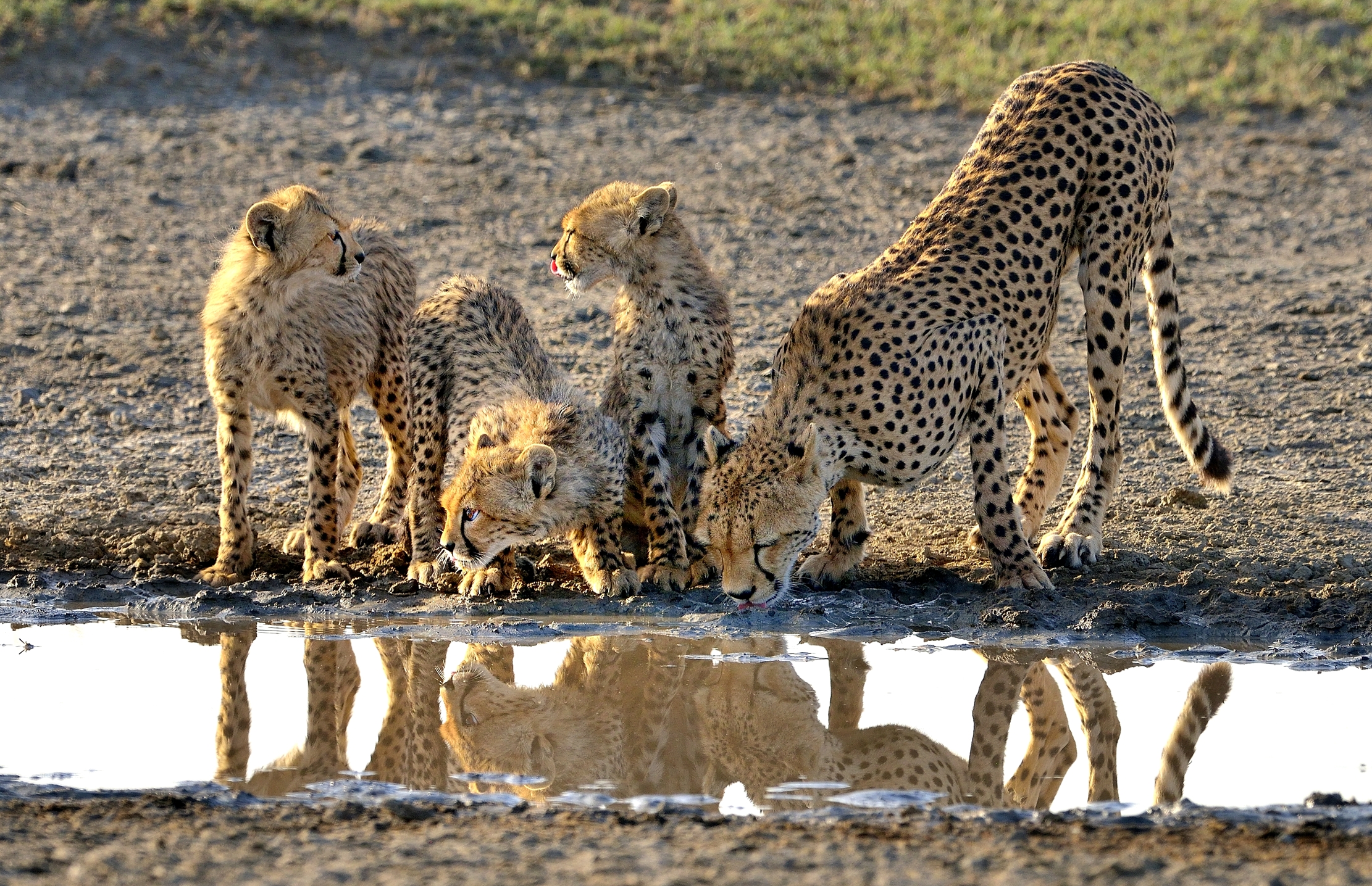 Tanzania 2015 - Ghepardi