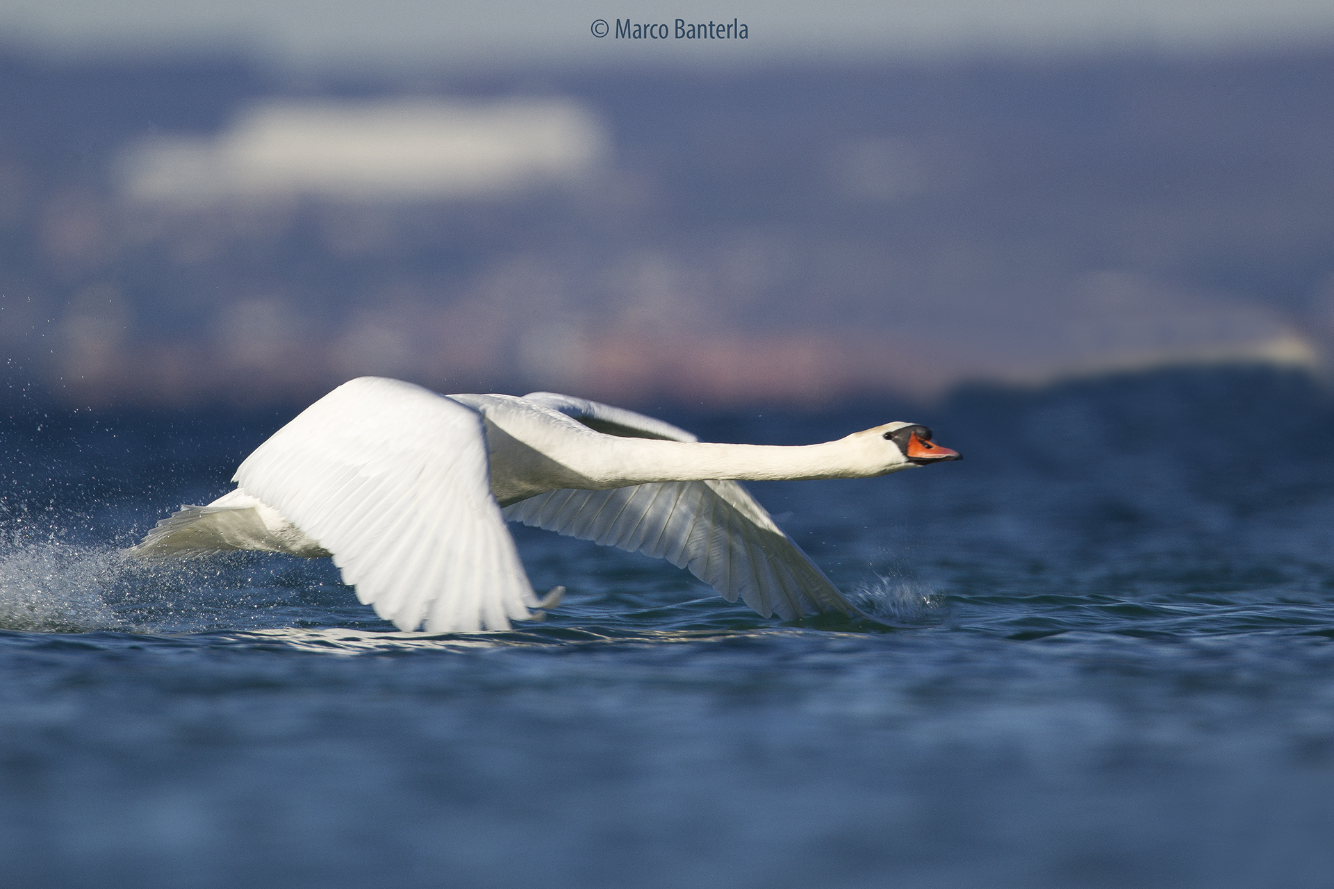 Takeoff of the Swan
