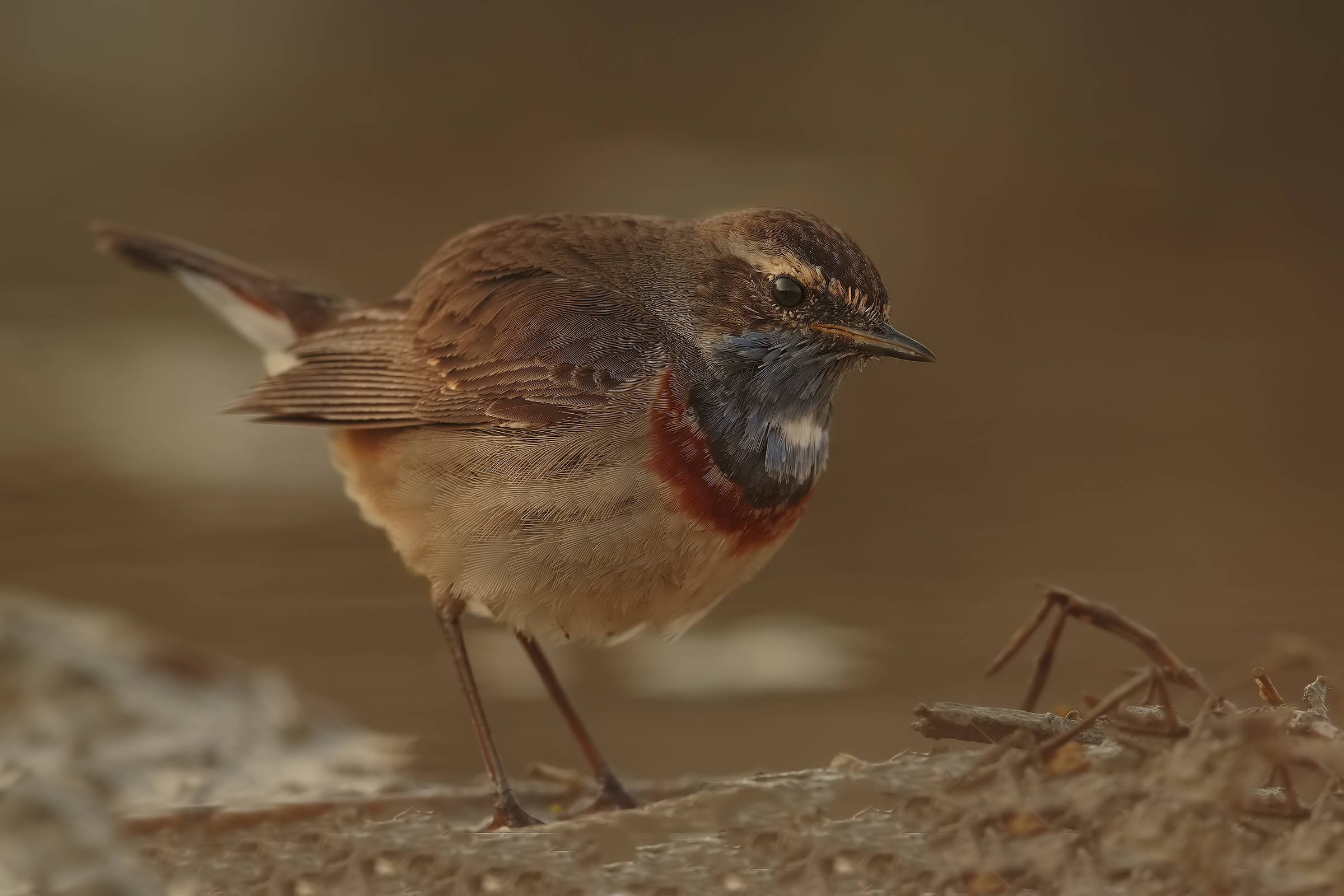 Bluethroat (my first pettoazzurro)