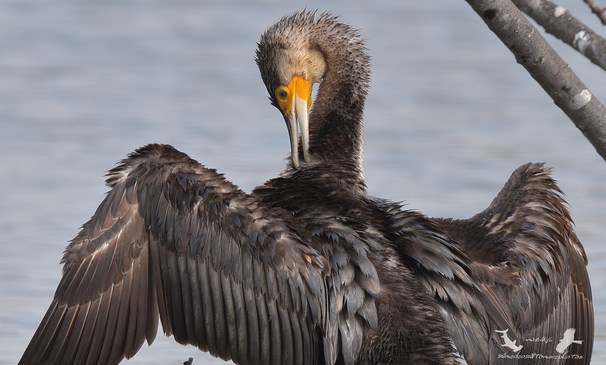 Cormorano , Phalacrocorax carbo