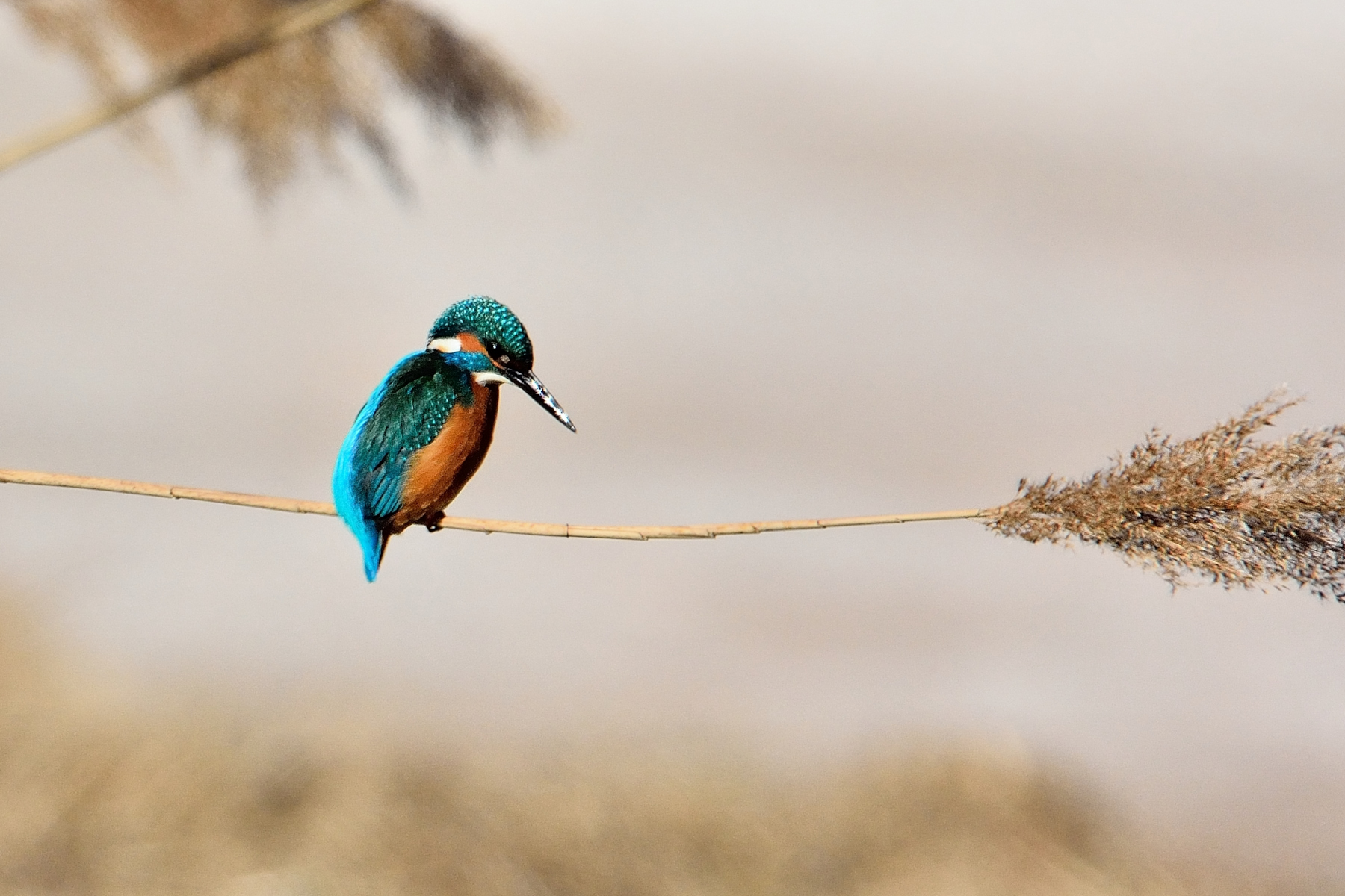 Il Martino solitario