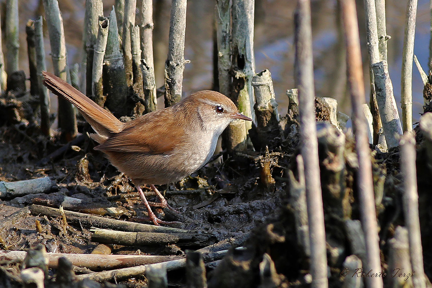 Cetti's warbler