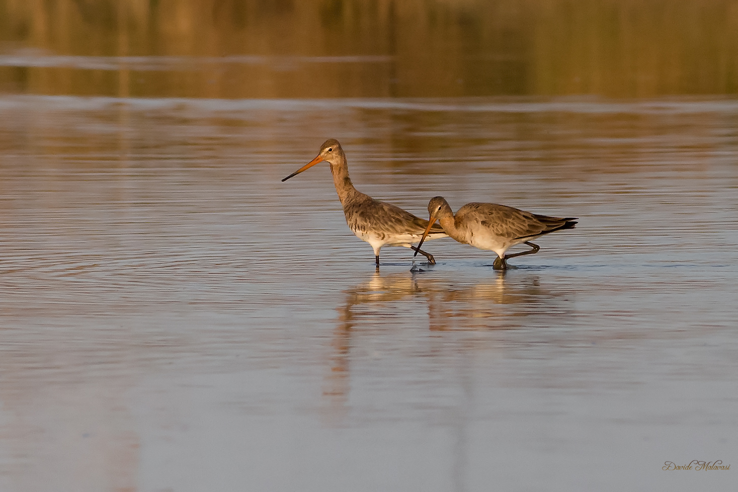 Royal Godwit