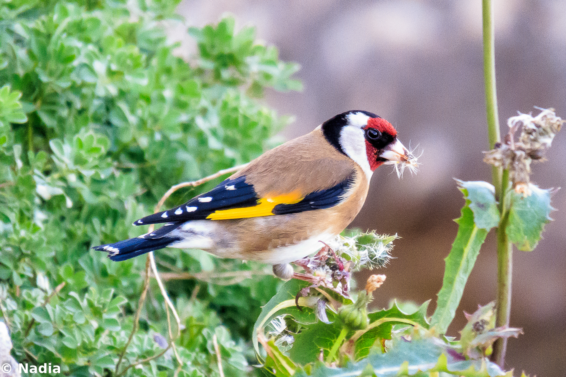 collection of balls ...