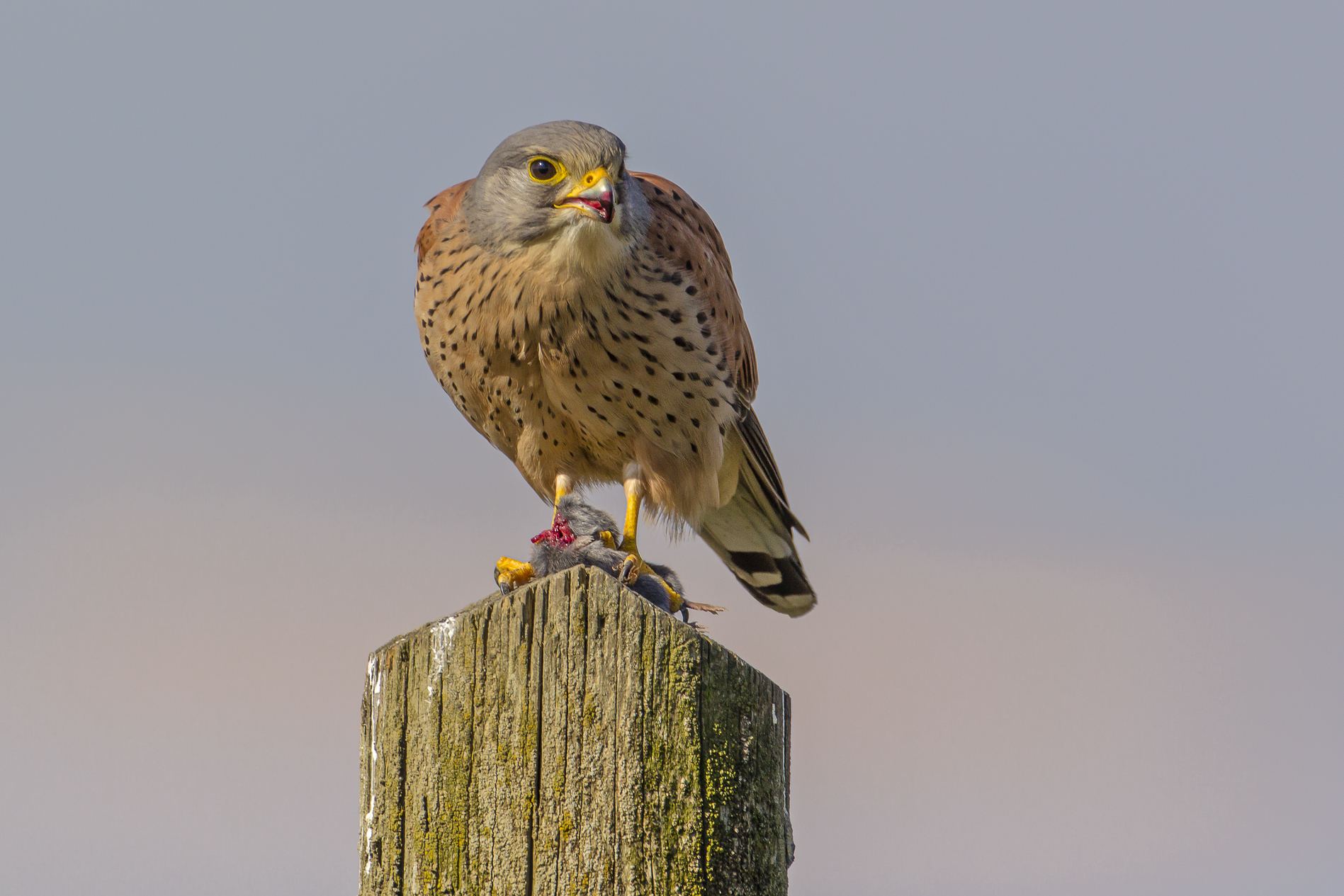 Kestrel Male