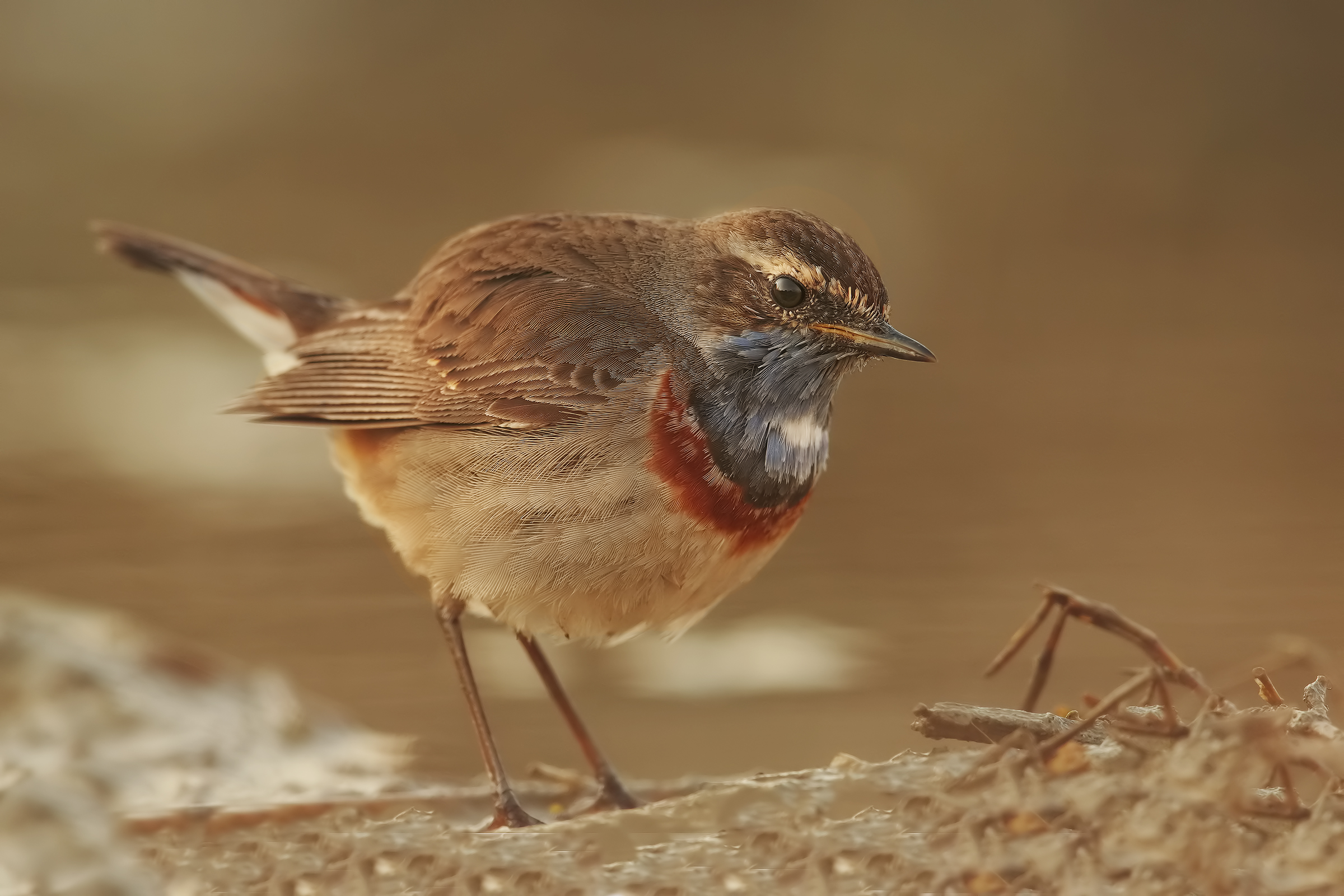 Bluethroat (my first pettoazzurro)