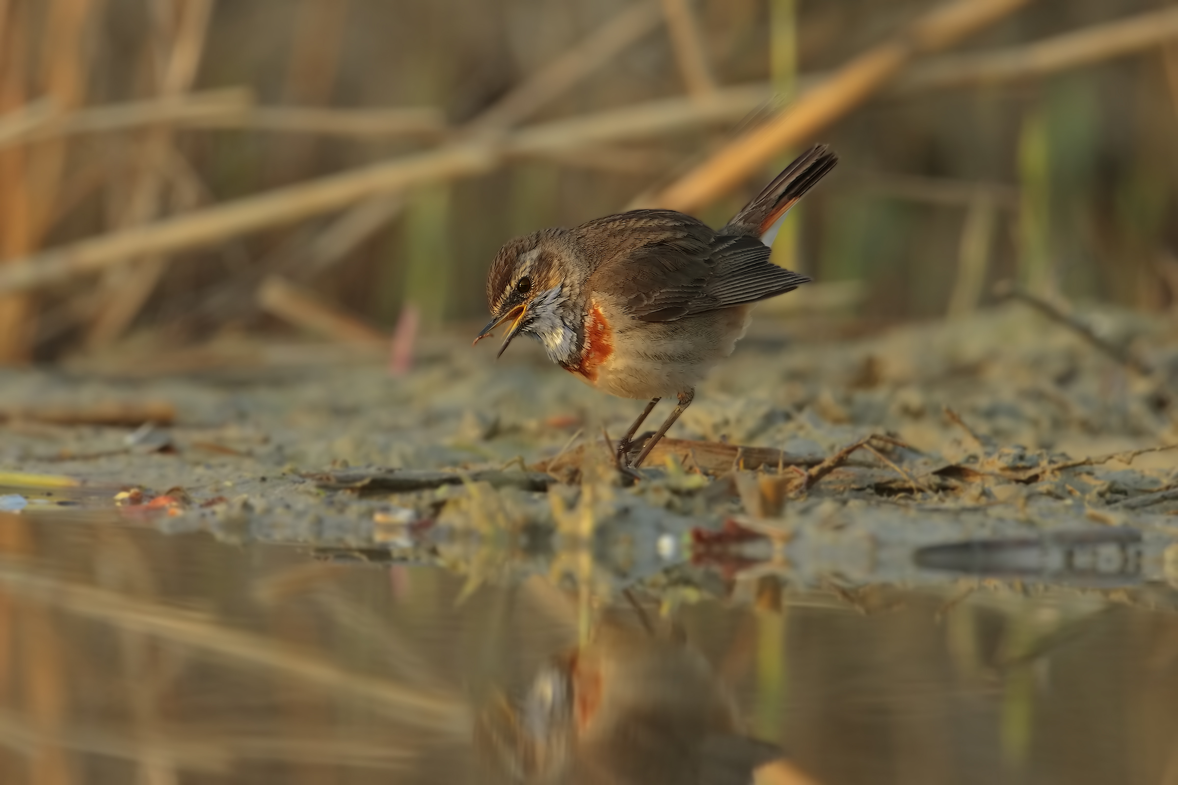 Bluethroat (my first pettoazzurro)