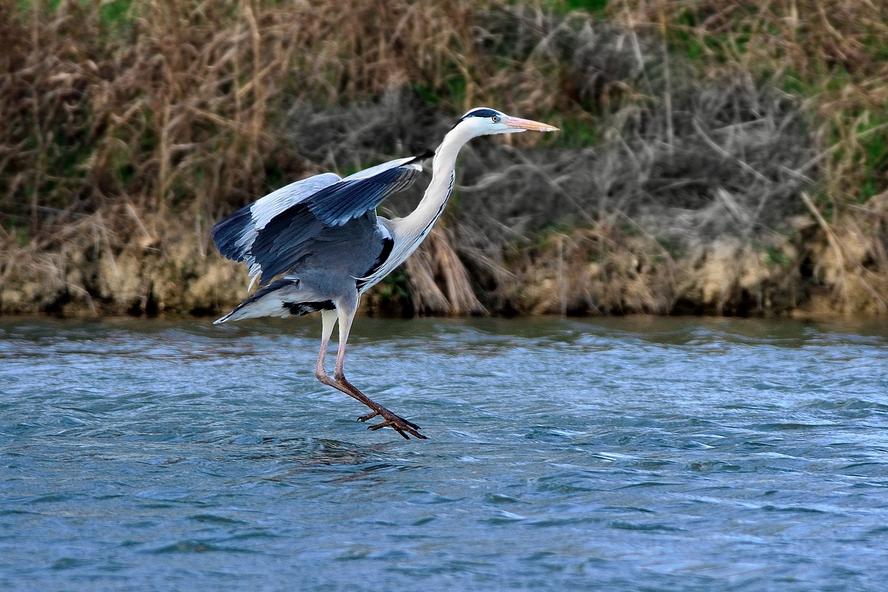 Grey Heron