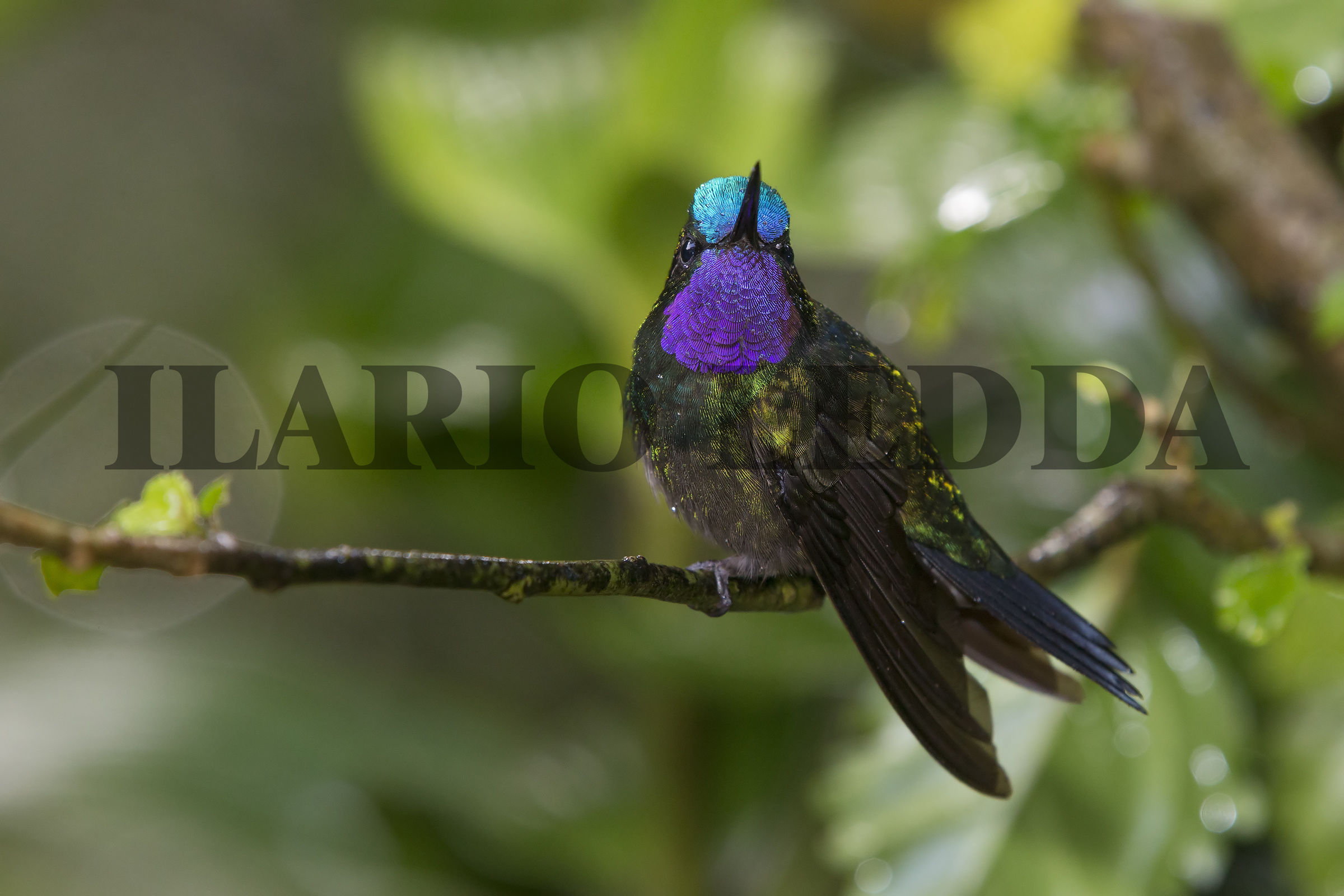 colibri