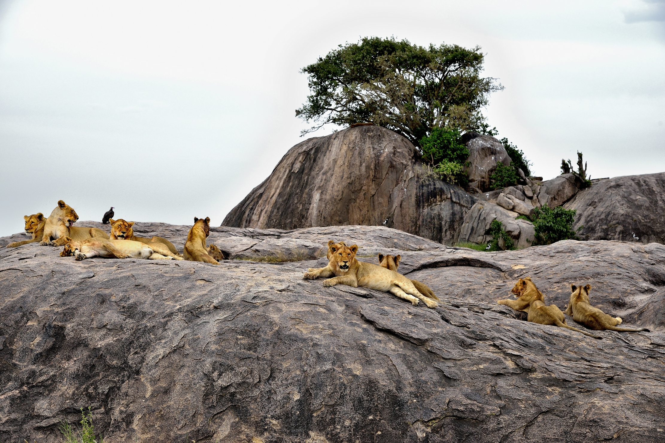 Tanzania 2015 - Kopje