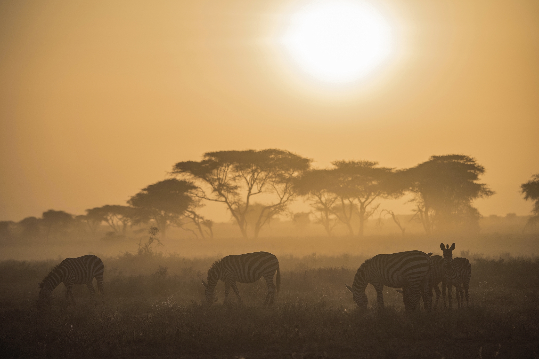 Tanzania 2015 - Zebre all'alba