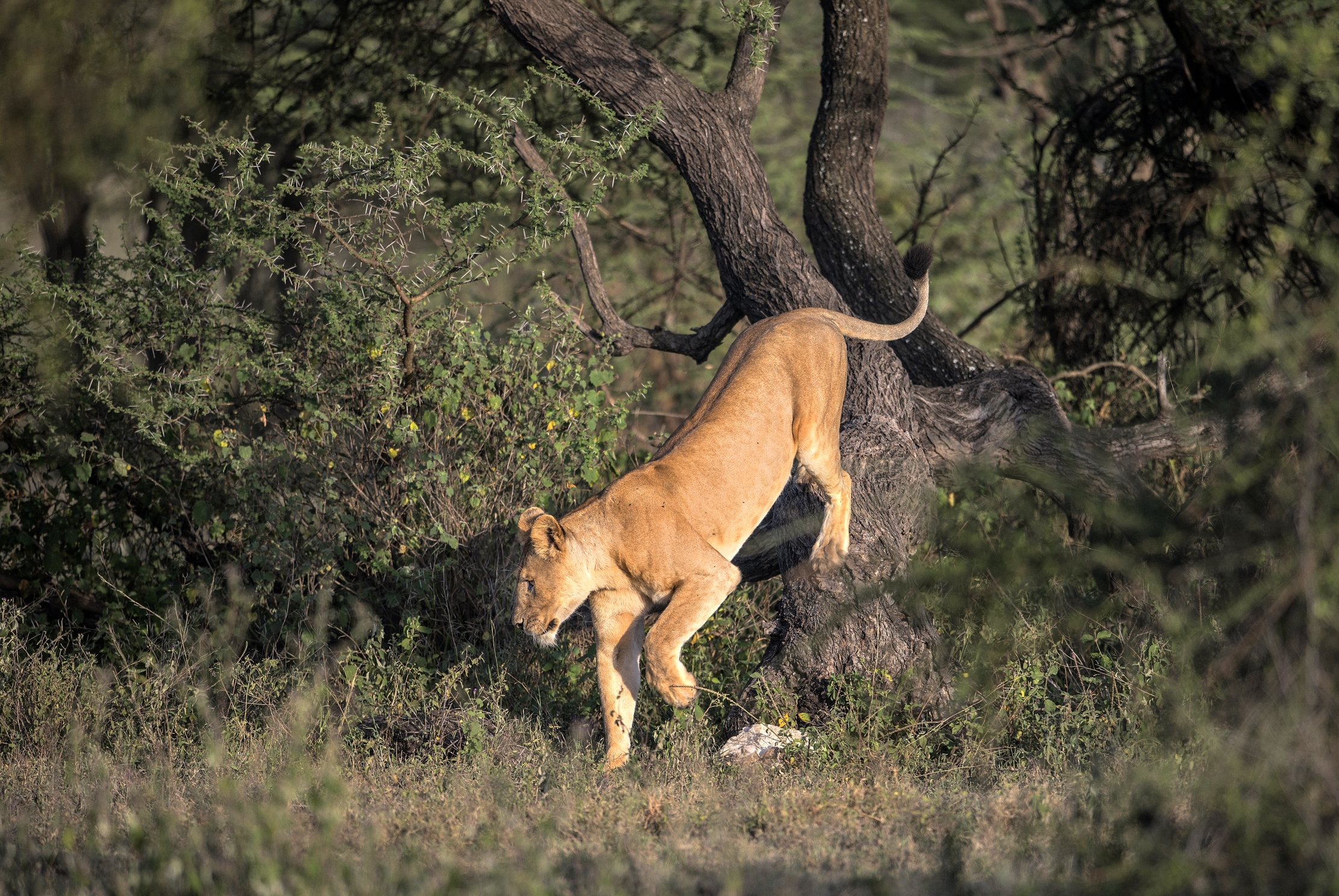 Tanzania 2015 - Leonessa