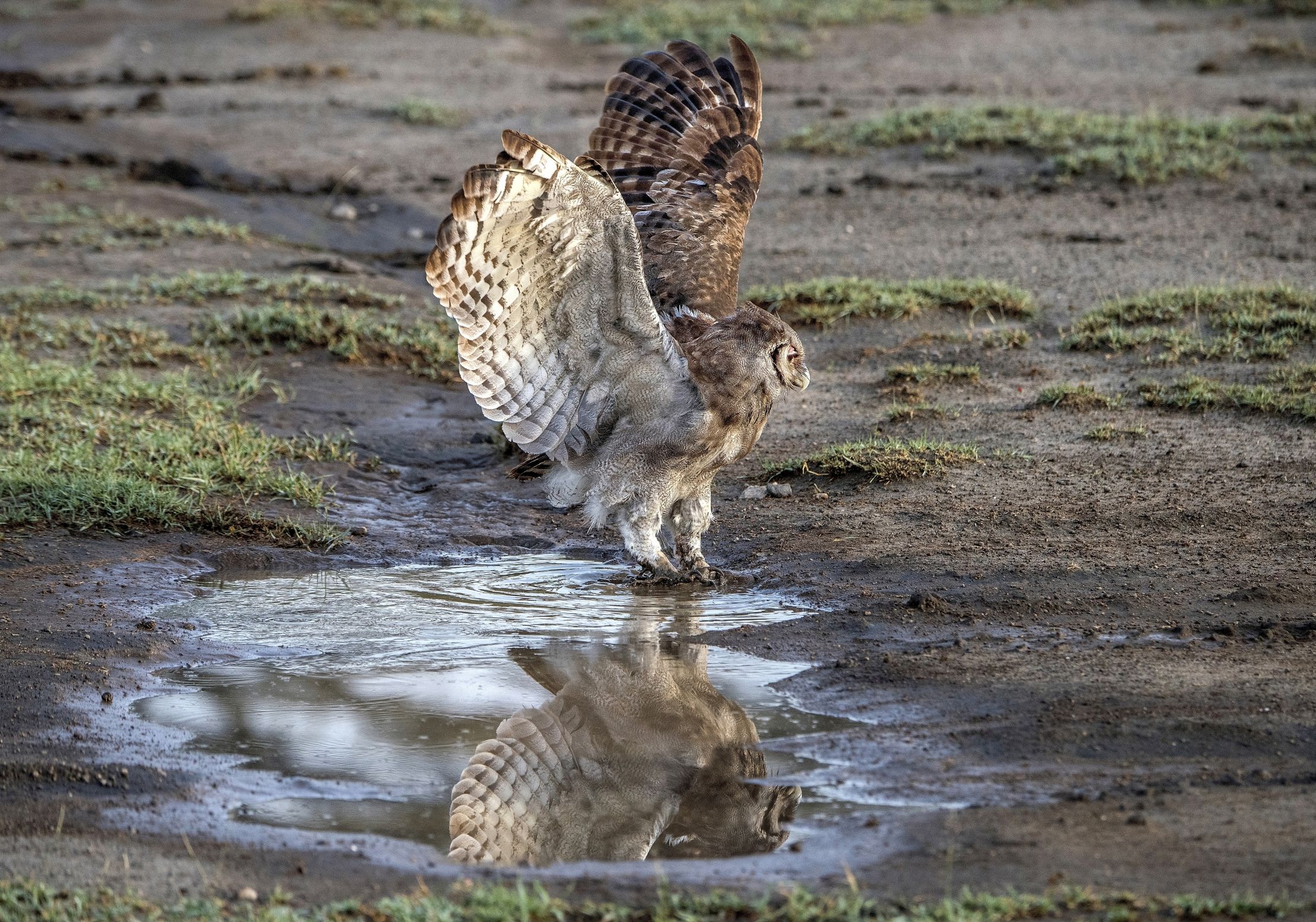 Tanzania 2015 - gufo di Verreaux