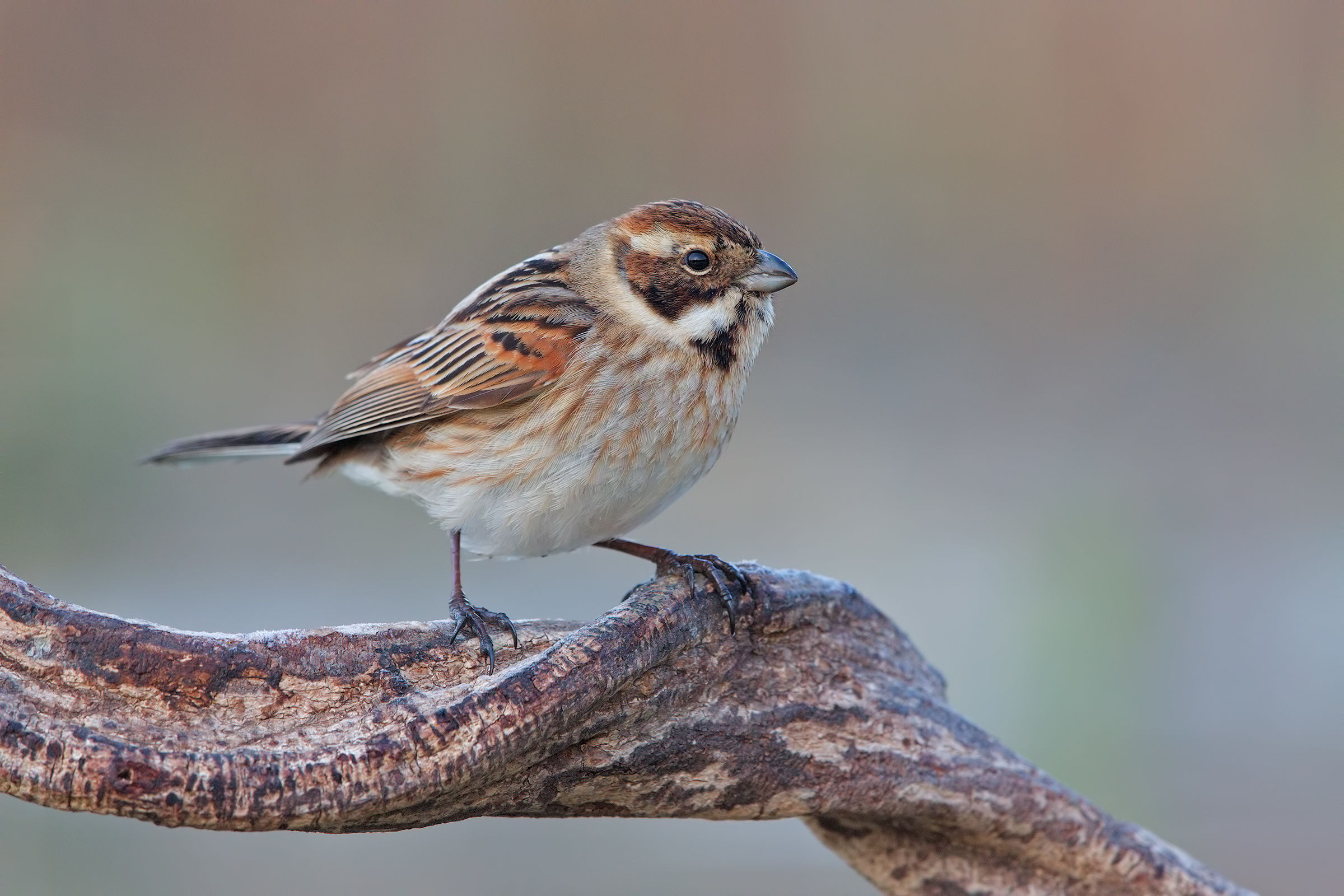 Migliarino di palude