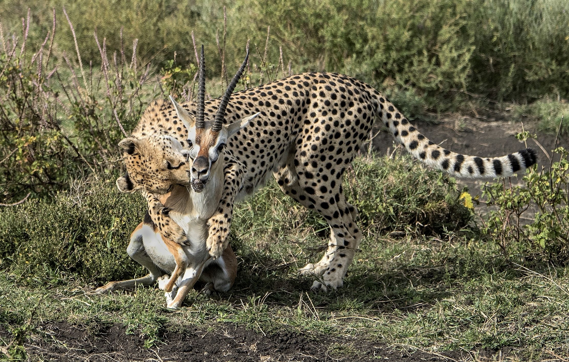 Tanzania 2015 - Ghepardo e preda