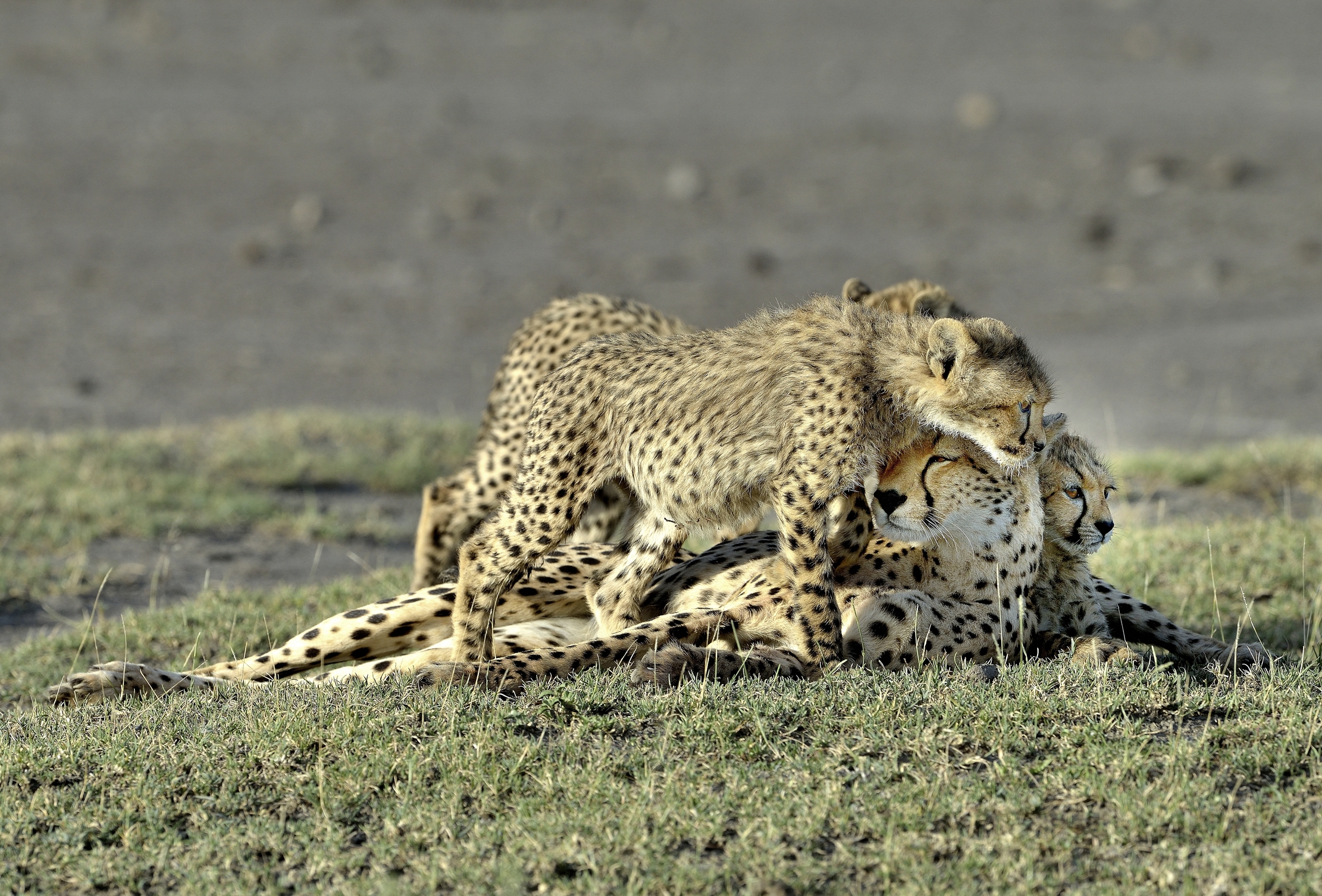 Tanzania 2015 - Ghepardi