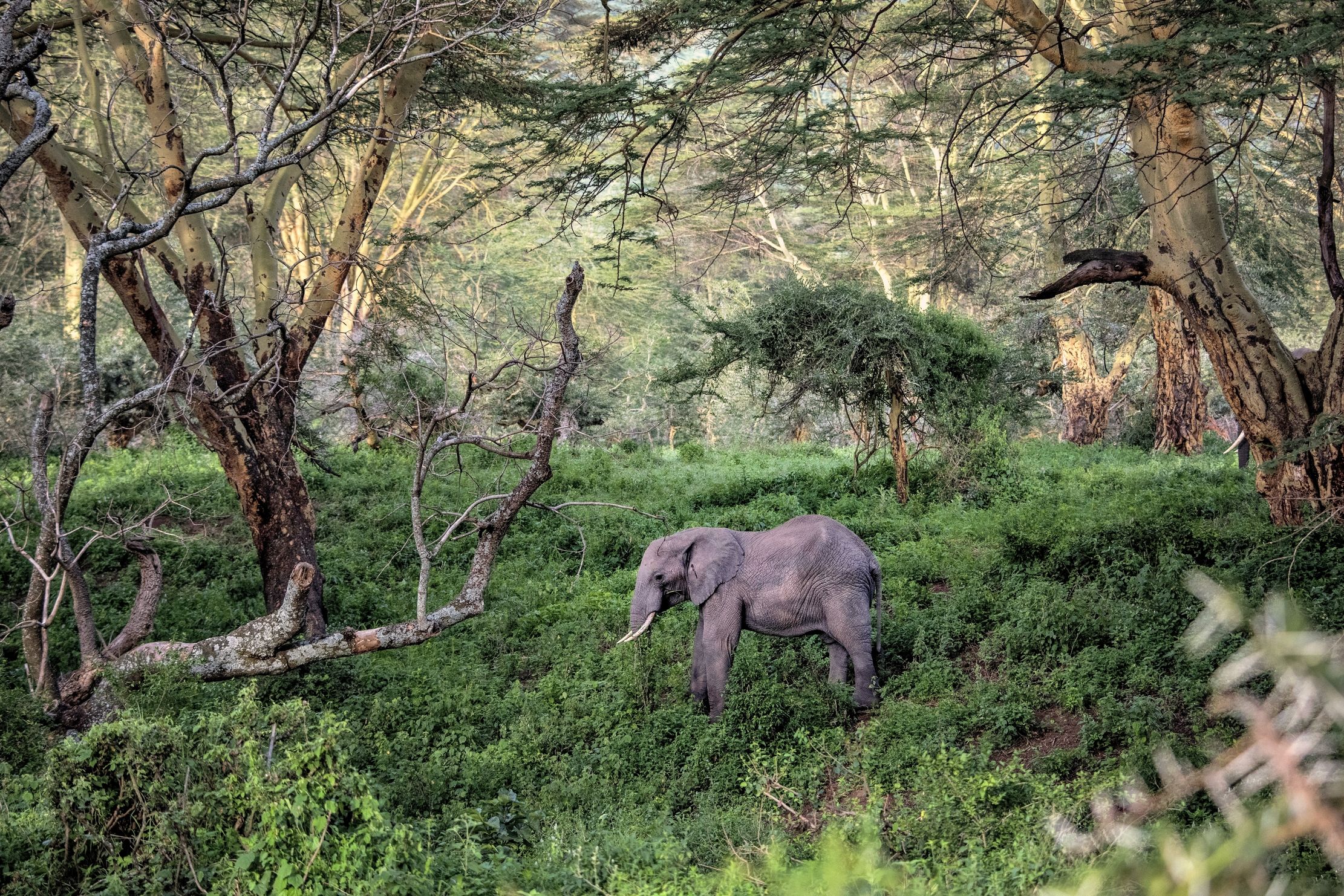 Tanzania 2015 - Elefante