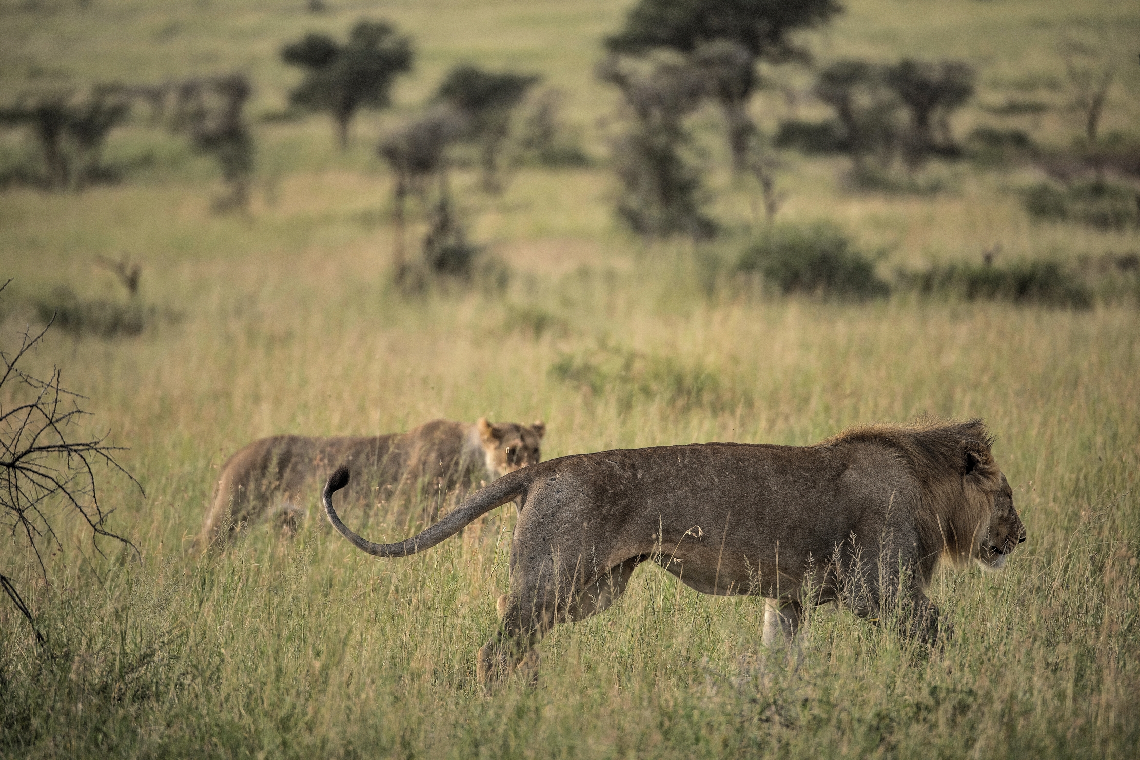 Tanzania 2015 - Leoni nella savana