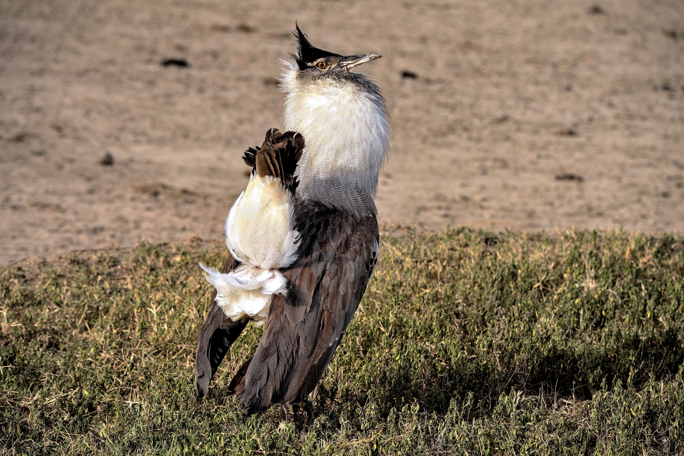 Tanzania 2015 - Otarda di Kori