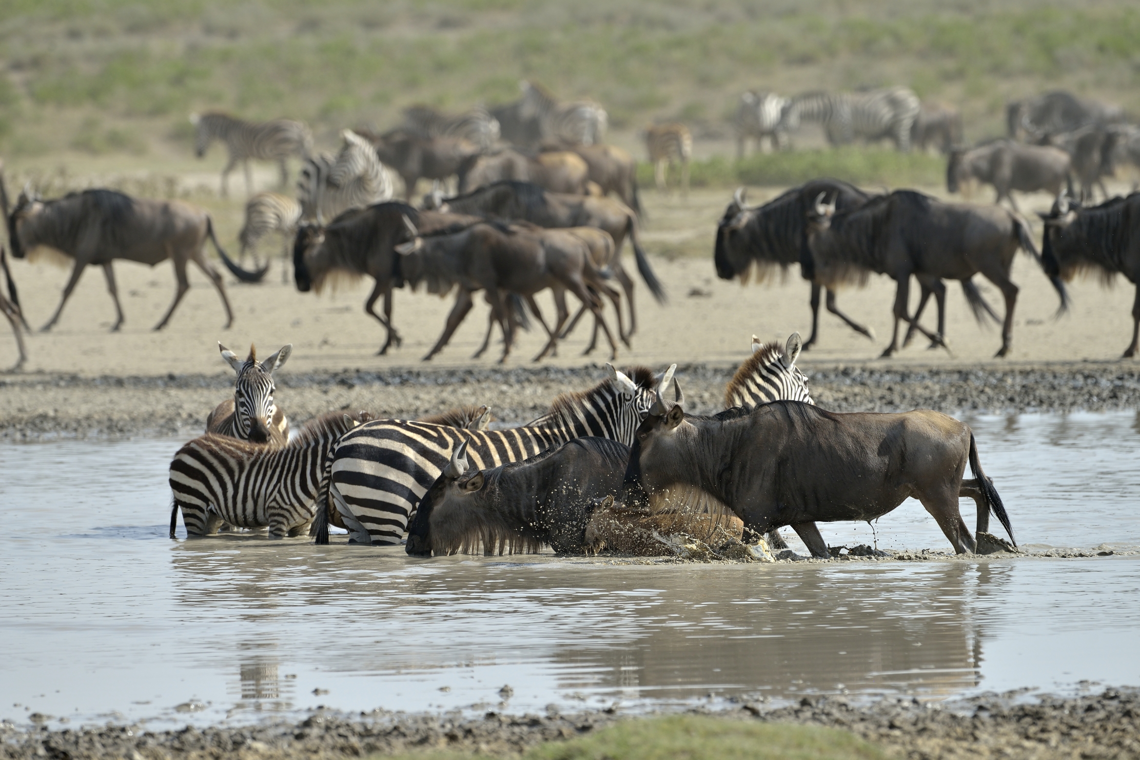 Tanzania 2015 - La migrazione