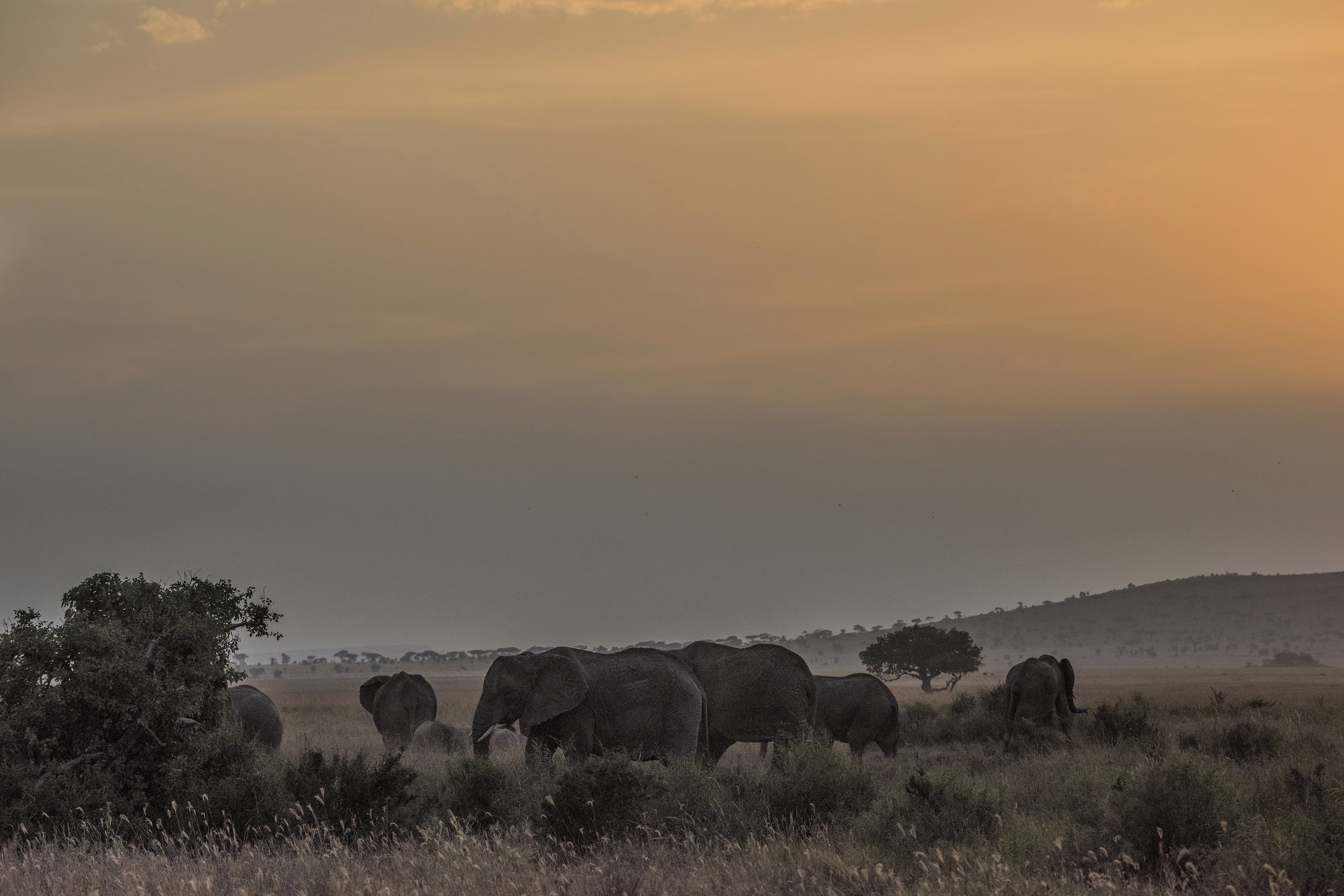 Tanzania 2015 - Elefanti alle prime luci del giorno