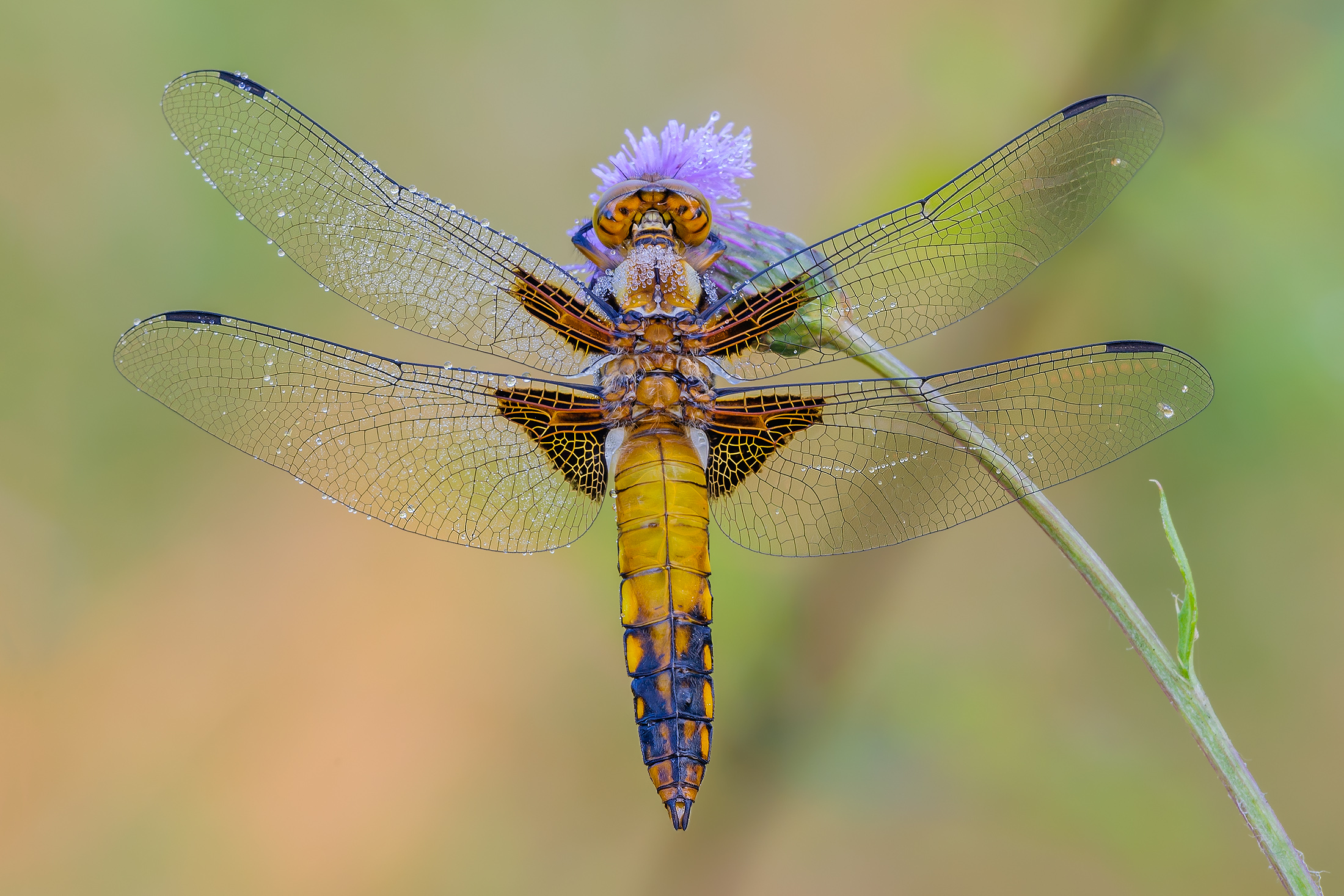 Libellula depressa