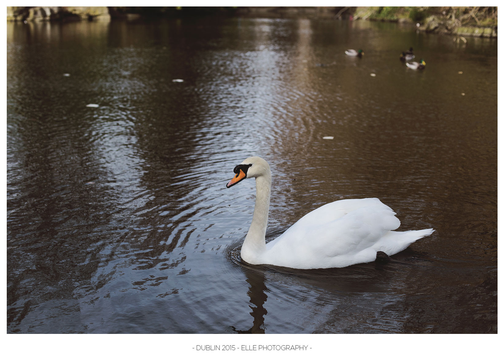 The lonely swan.