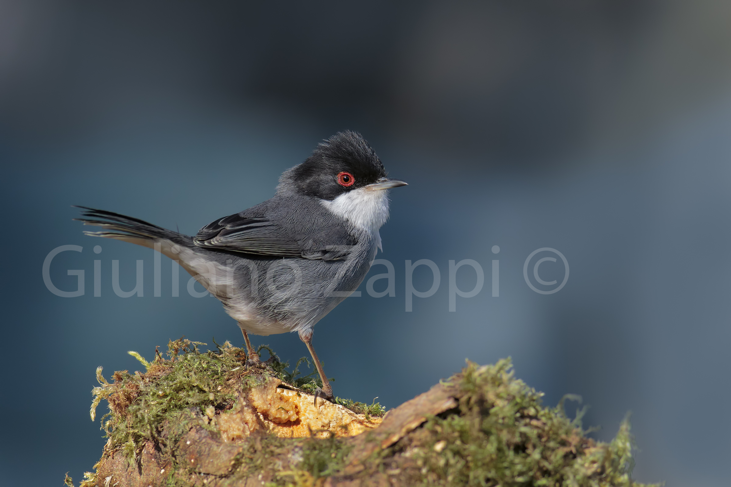 Occhiocotto thoughtfully