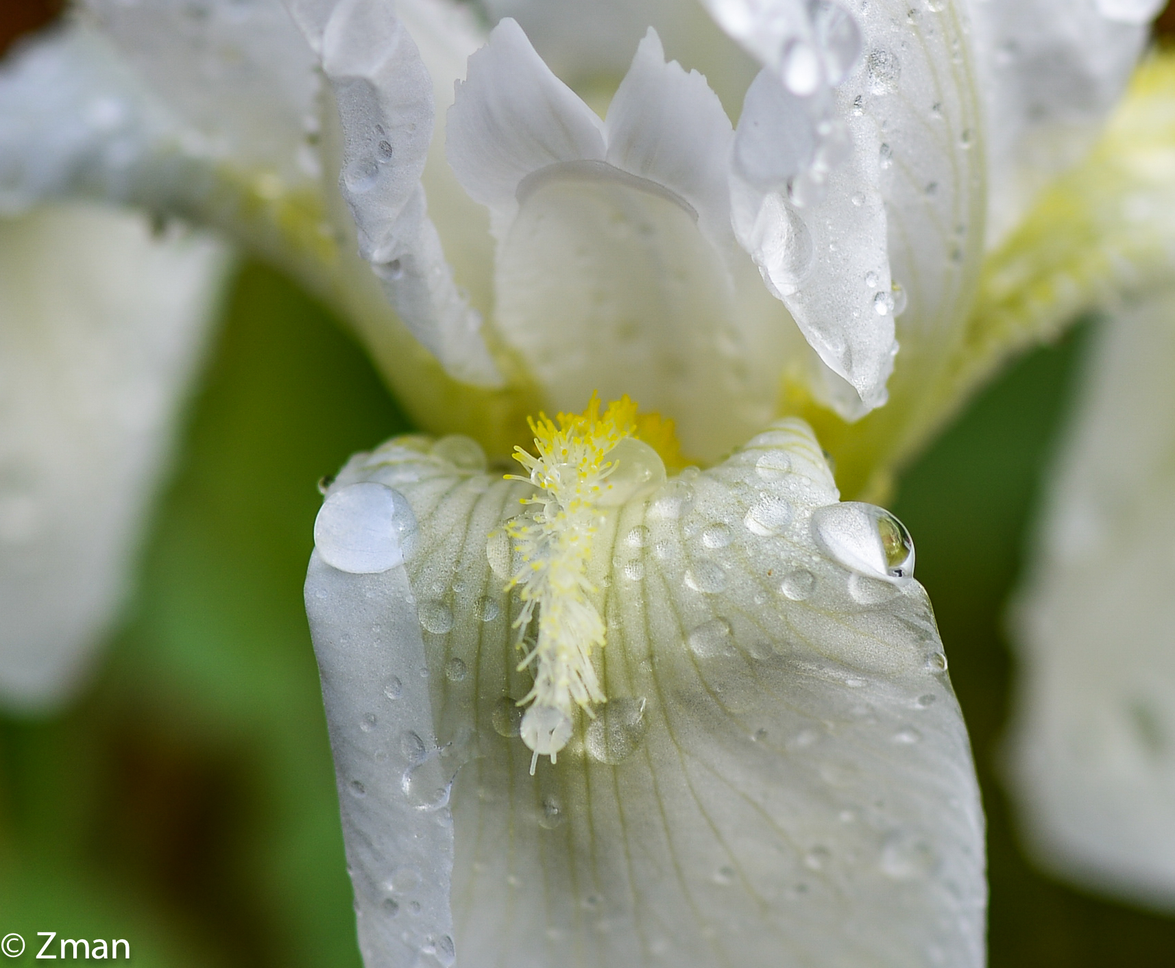White Lilly