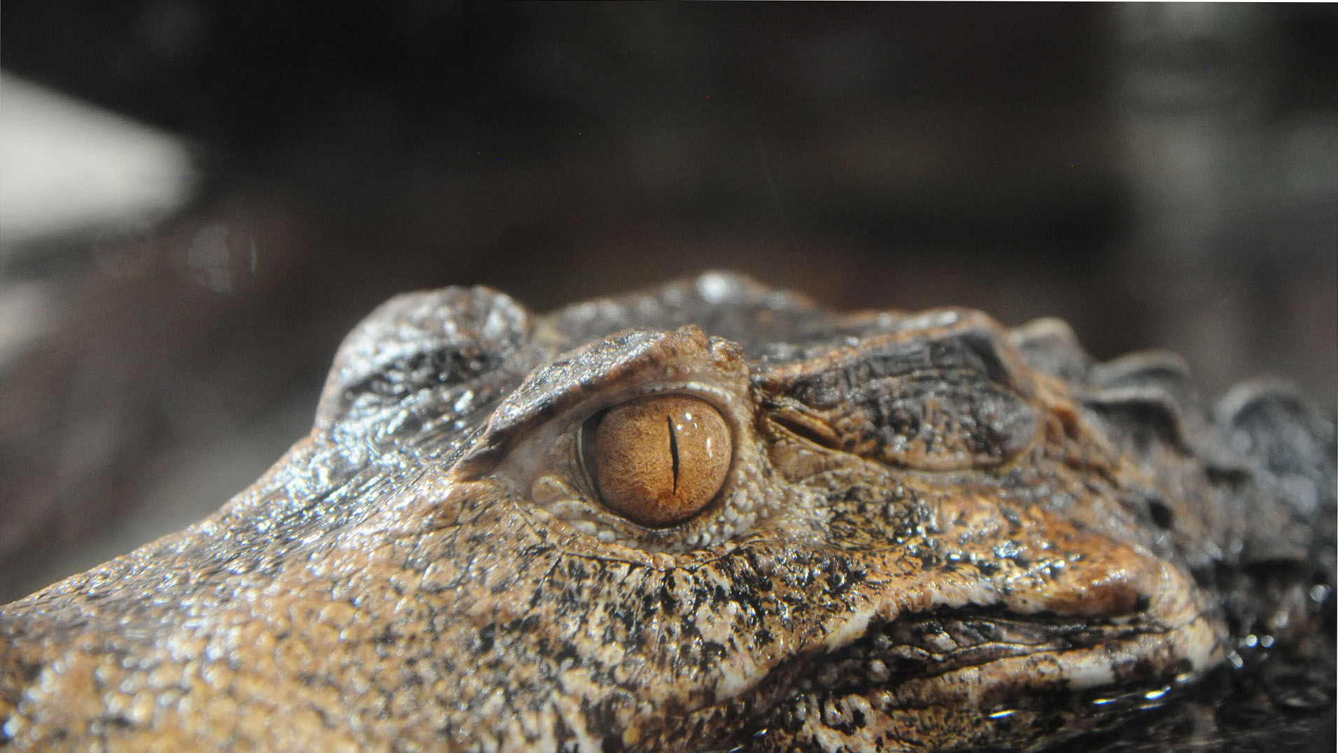 face to face with Caiman