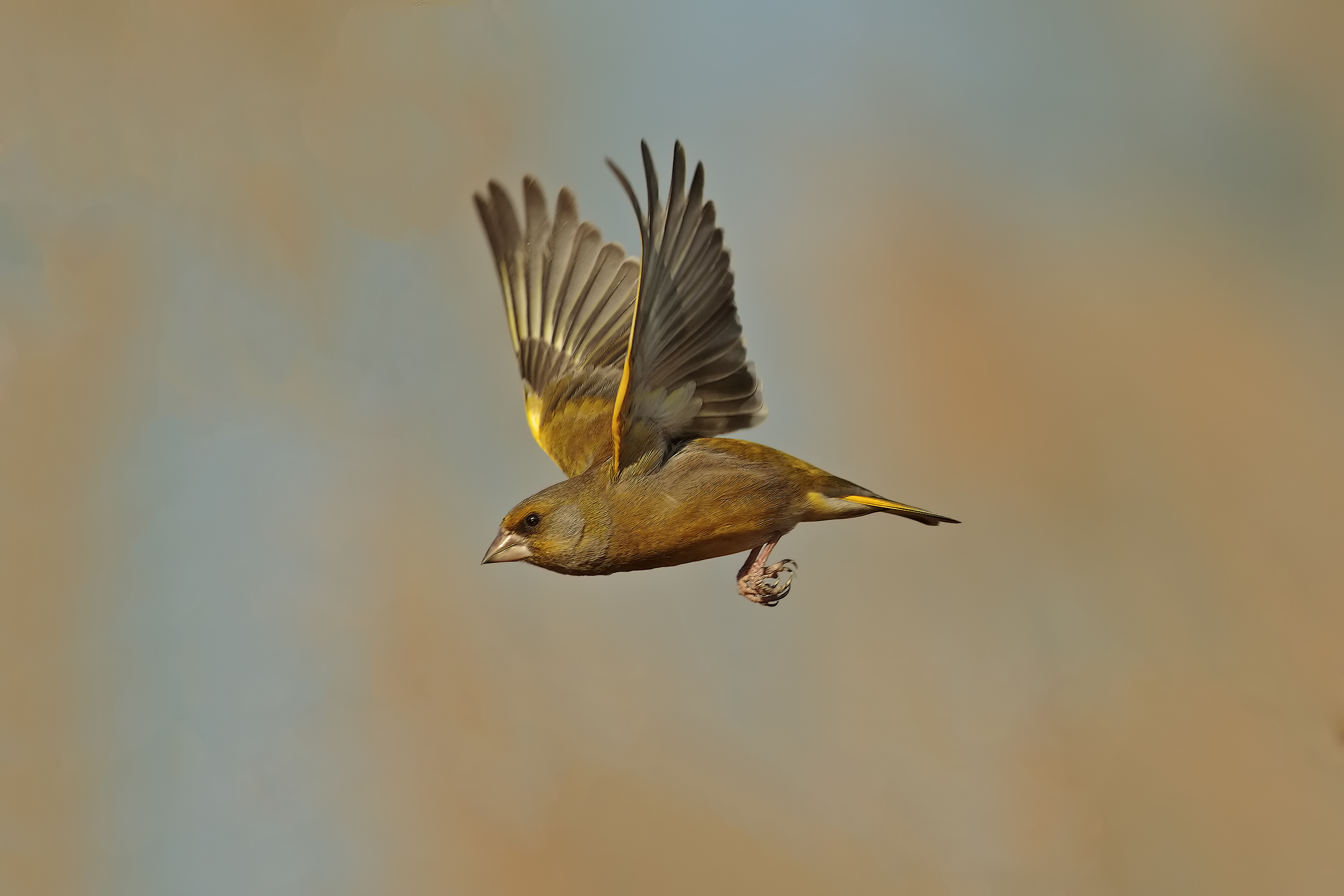 the fly (dark green)