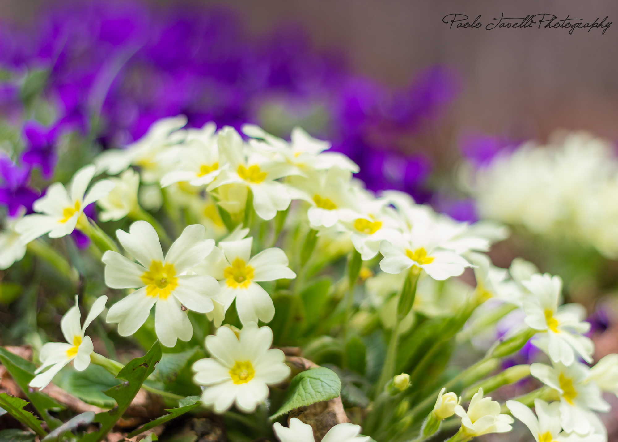 primroses