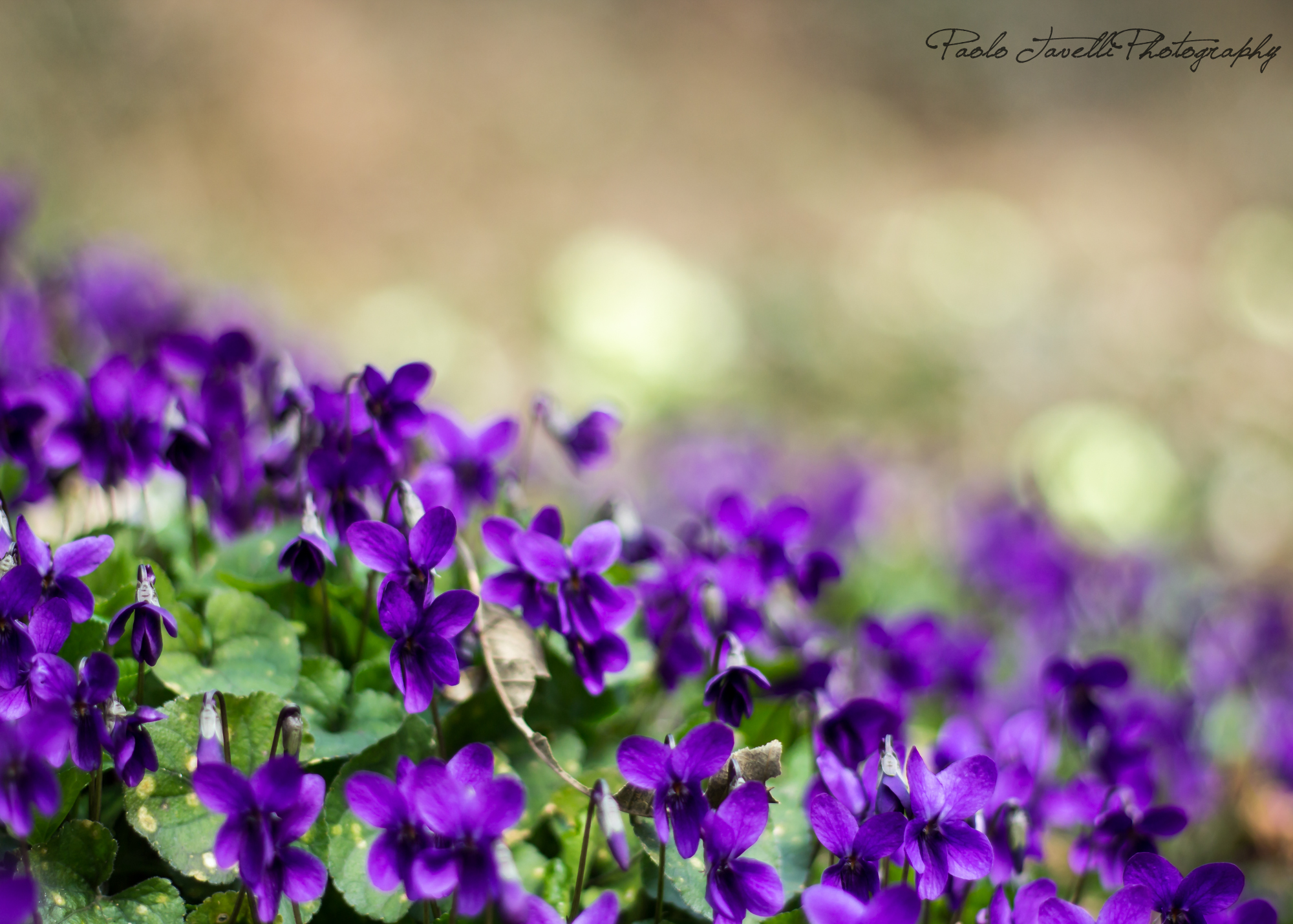 violets