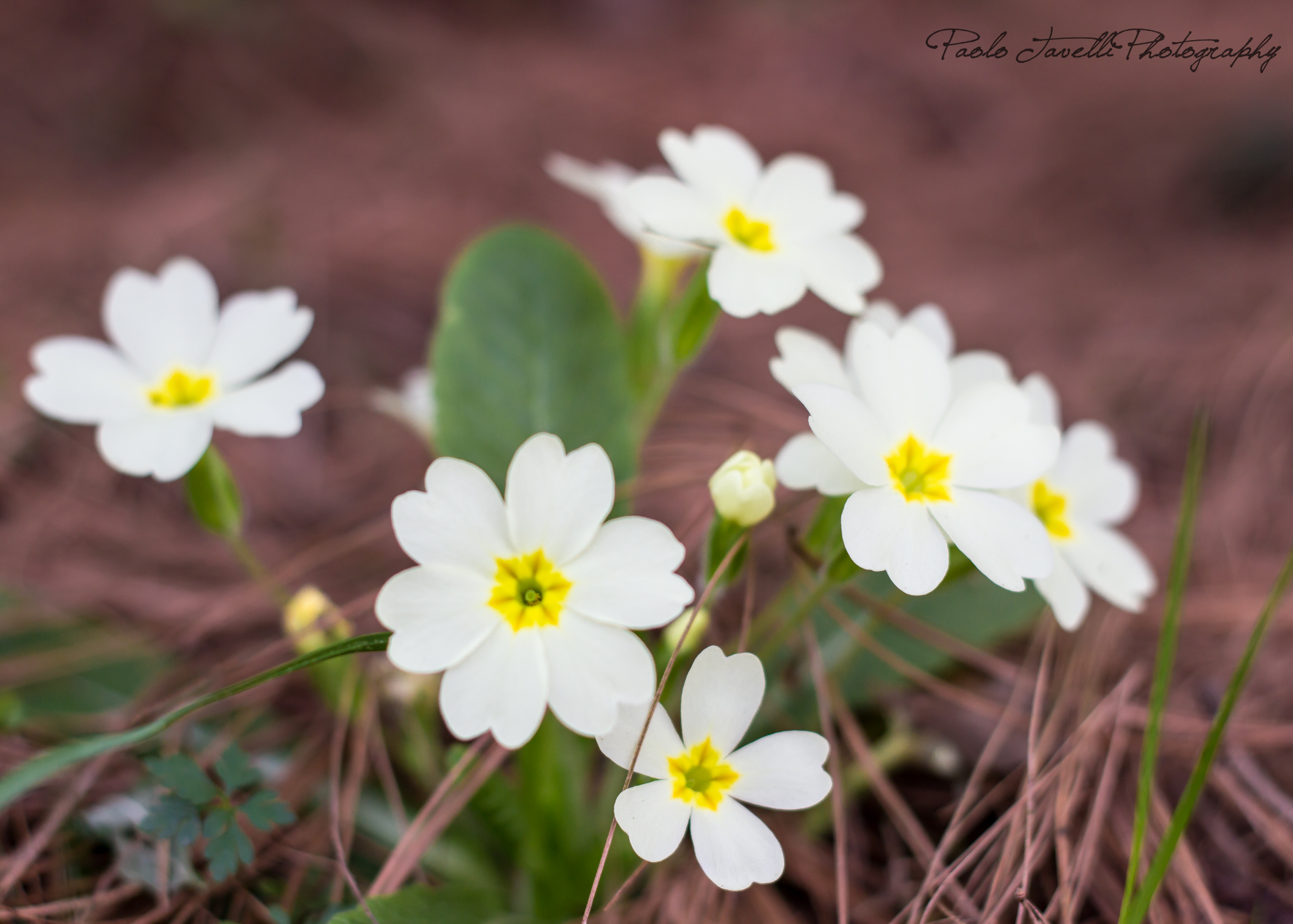primroses