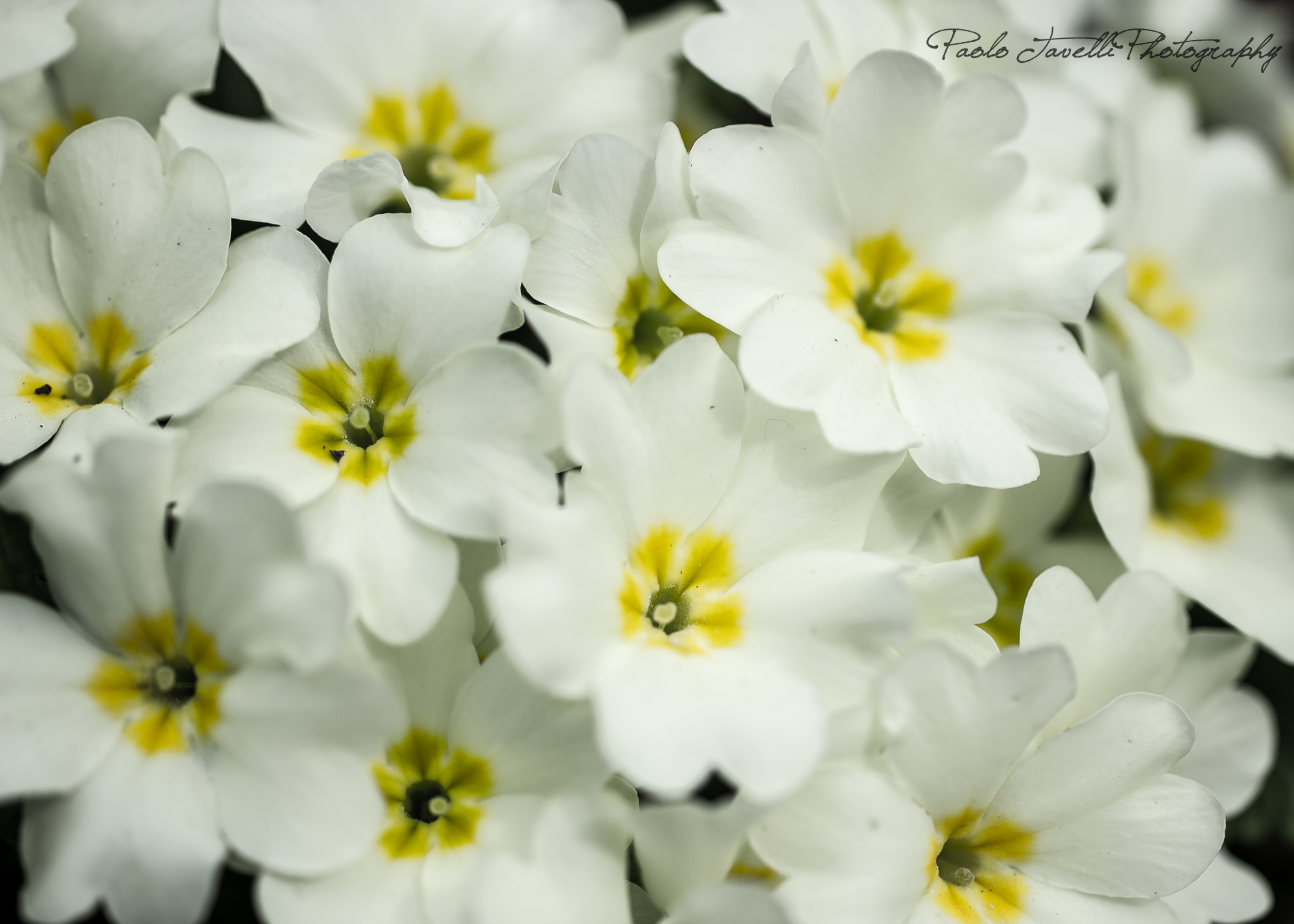 primroses