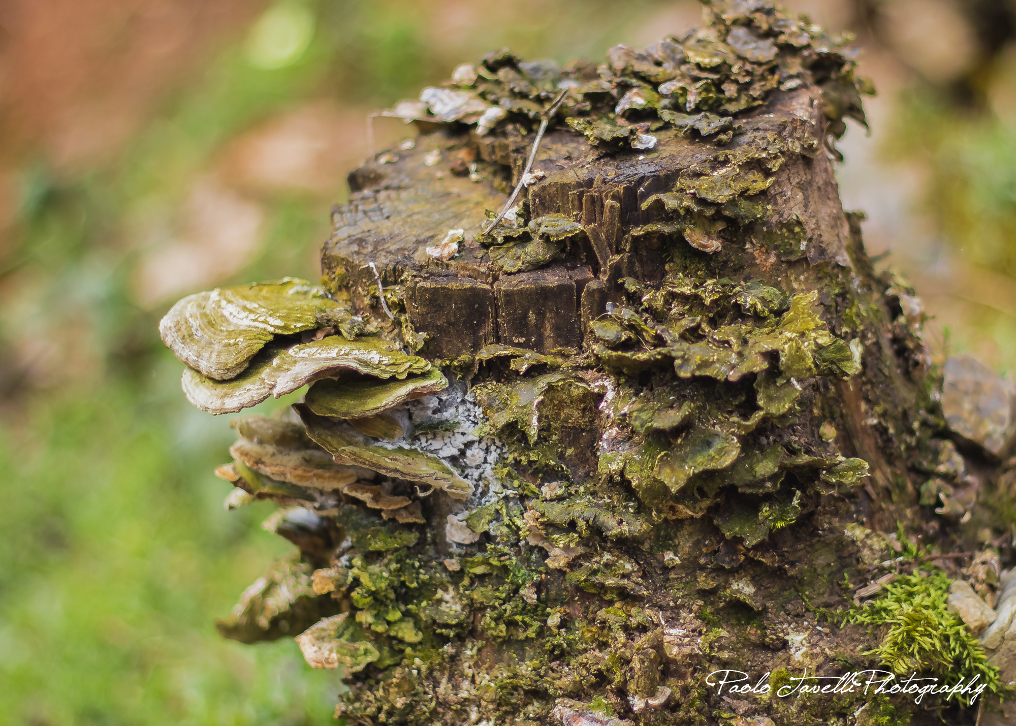 dried mushrooms