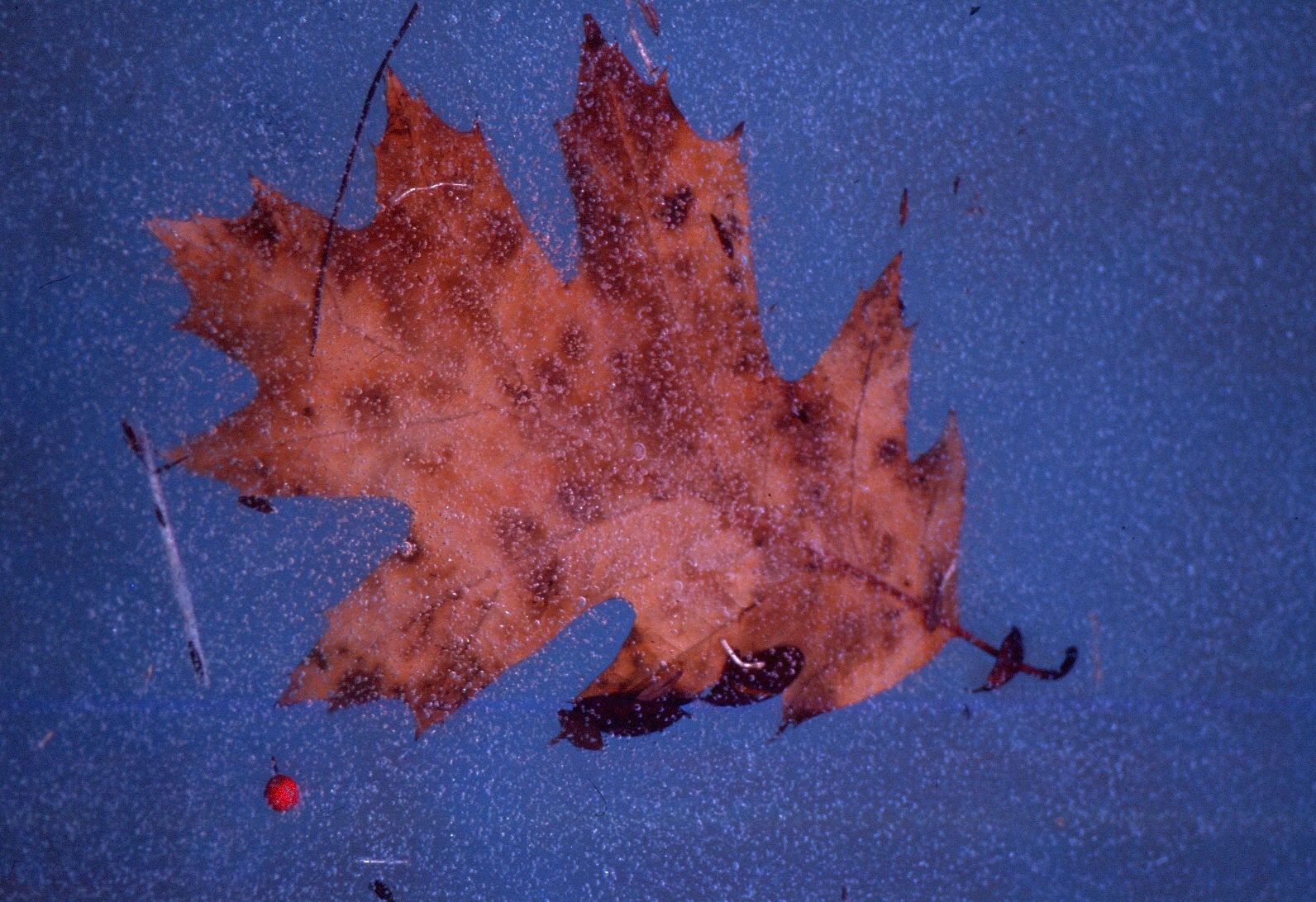 Intrappolati nel ghiaccio....