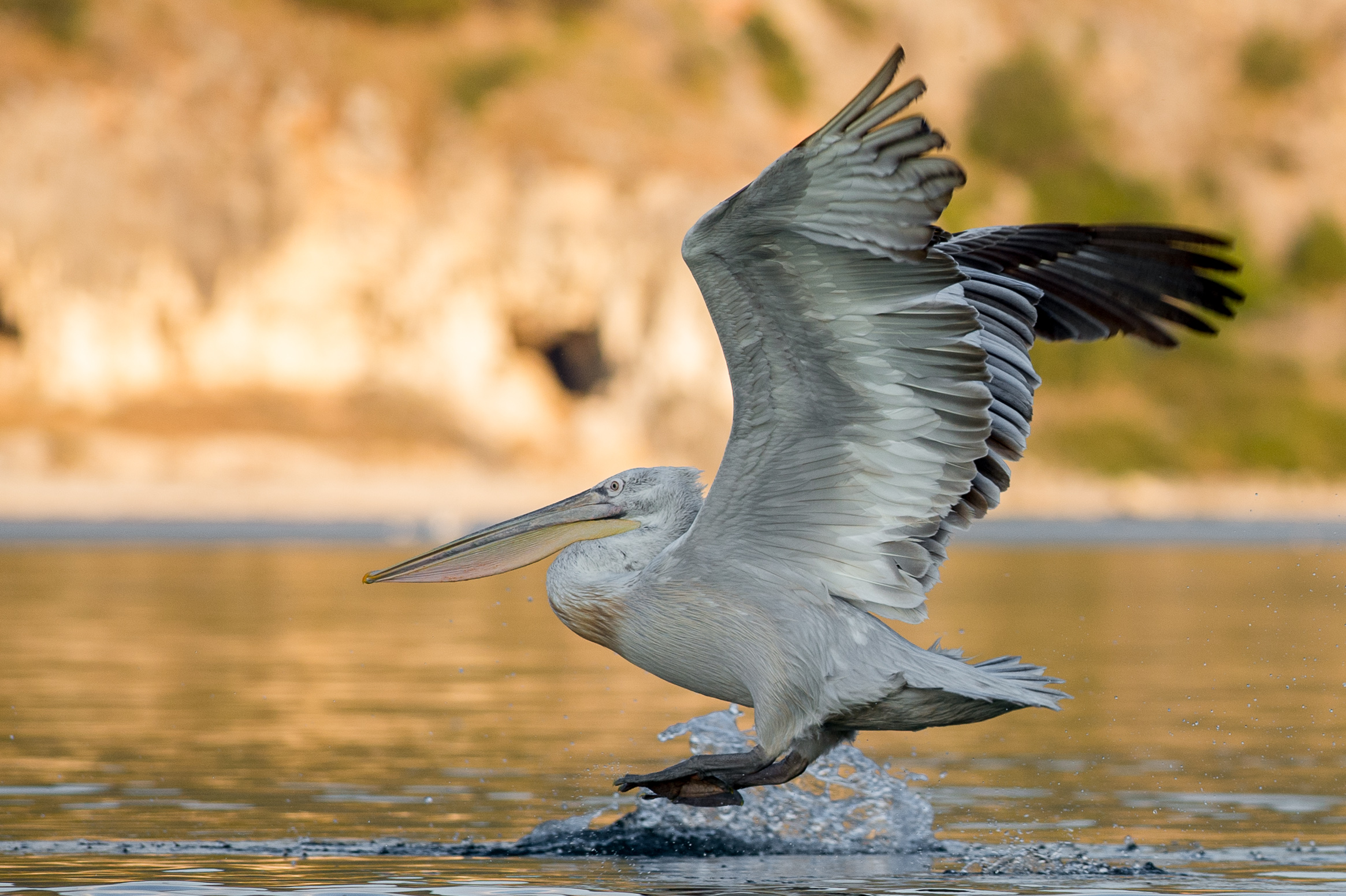 in flight at sunset