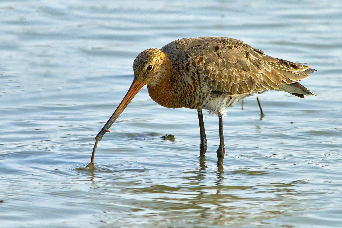Black-tailed Godwit