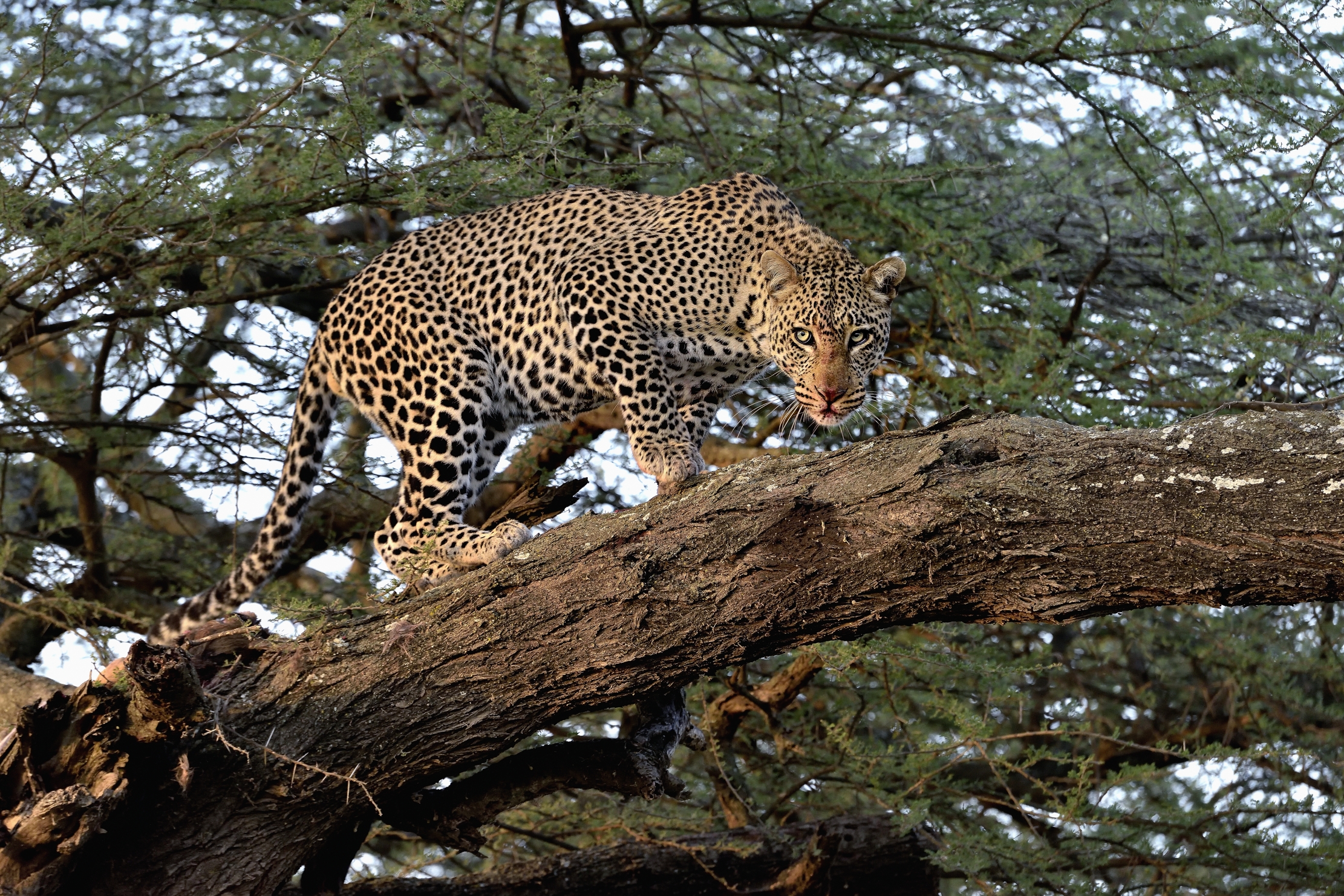 Tanzania 2015 - Allerta