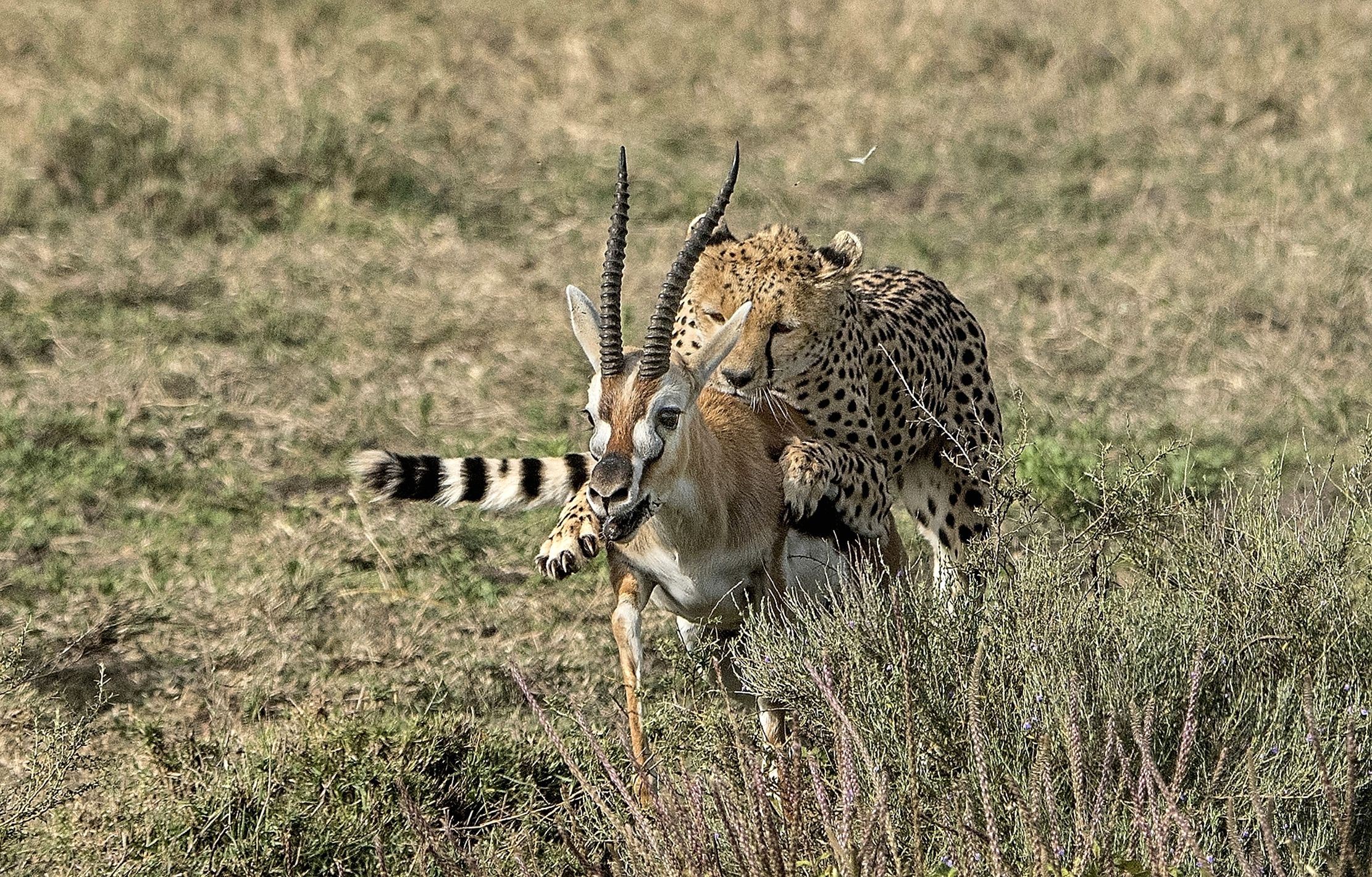 Tanzania 2015 - Hunting