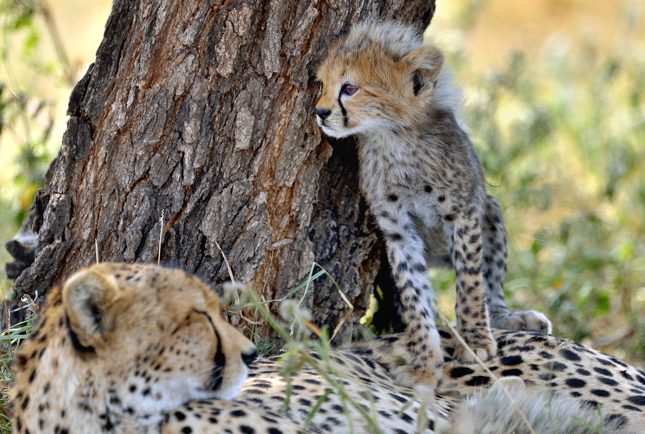 Tanzania 2015 - Il cucciolo di ghepardo