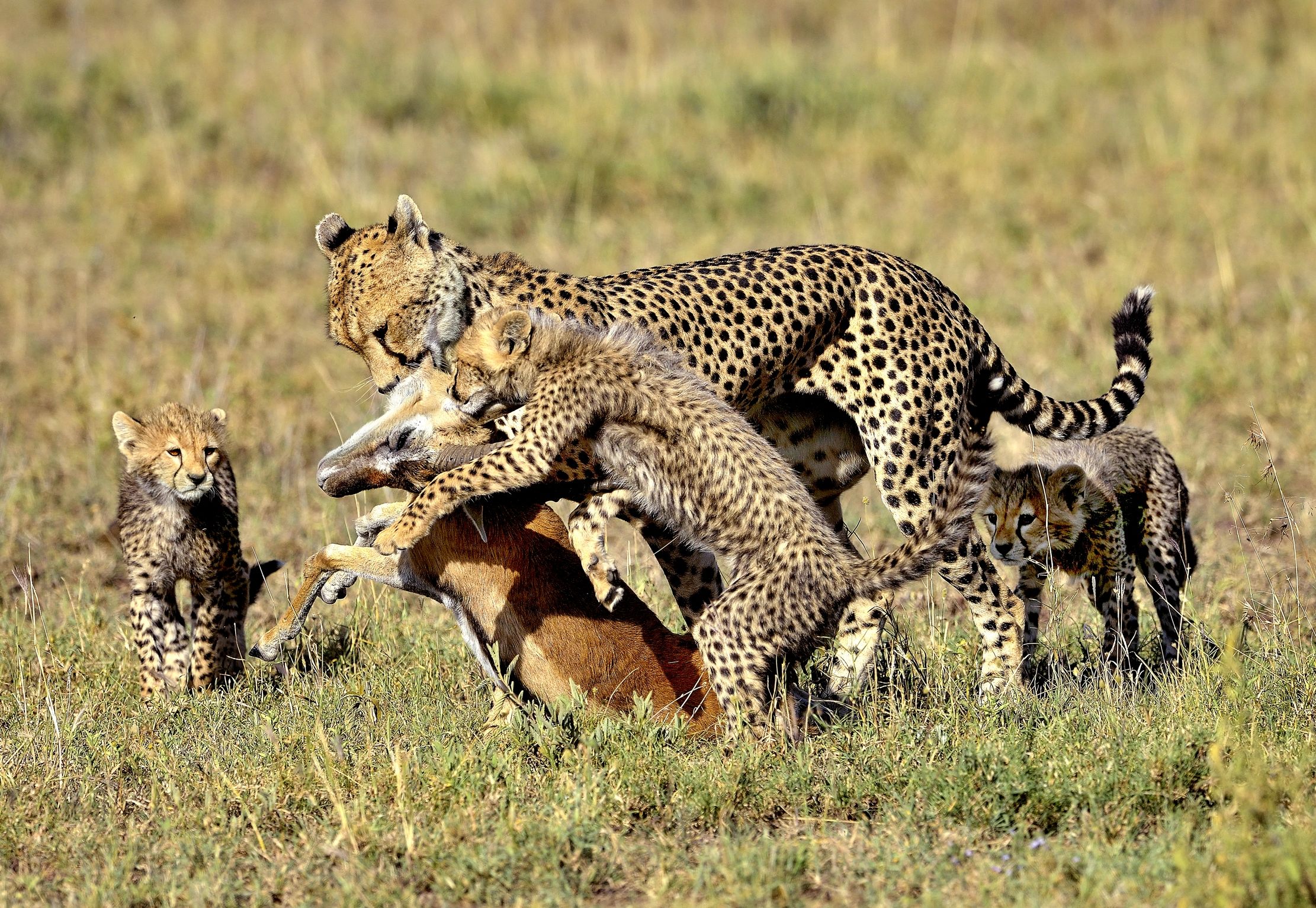 Tanzania 2015 - Giochi con la preda