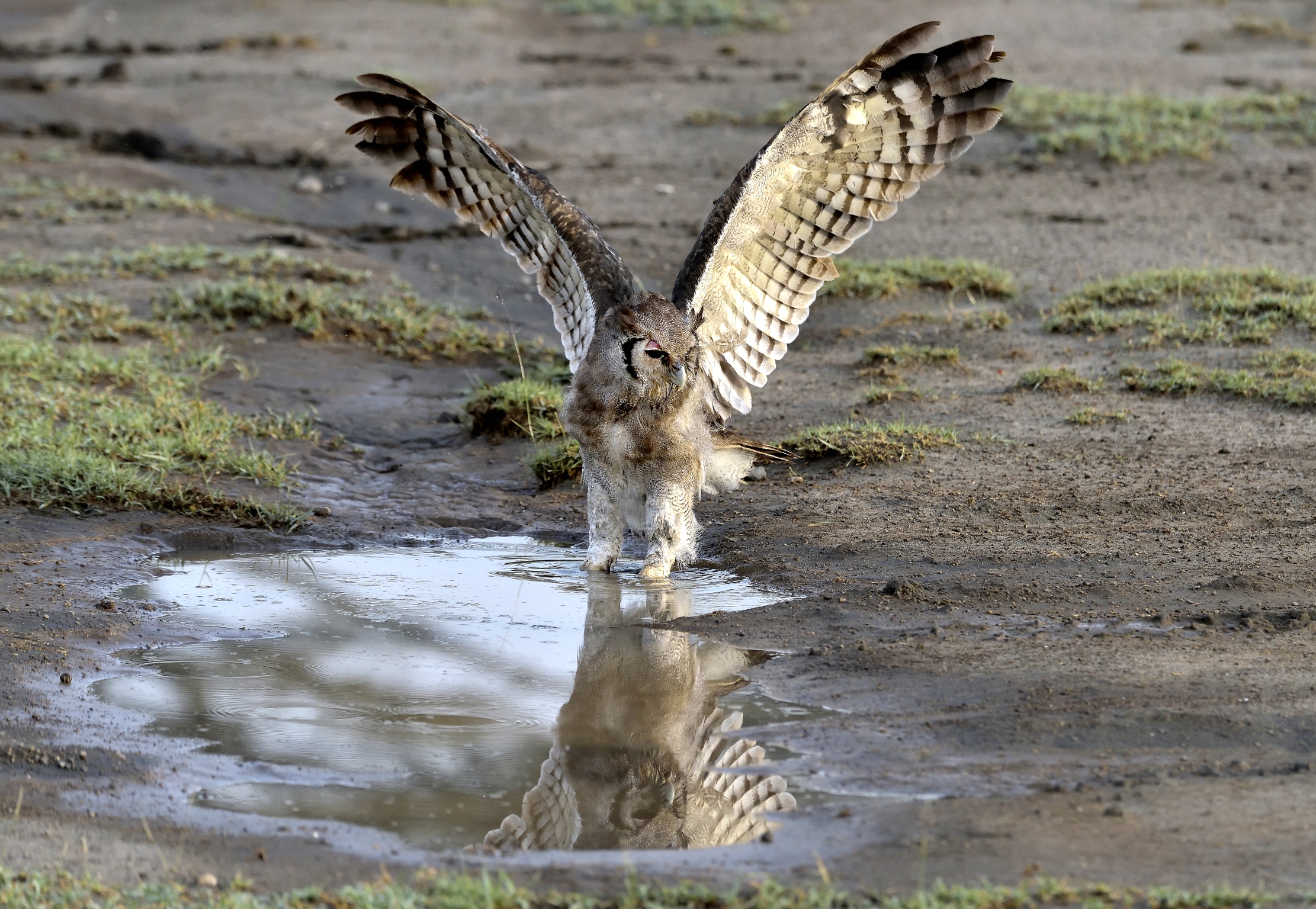 Tanzania 2015 - Gufo di Verreaux
