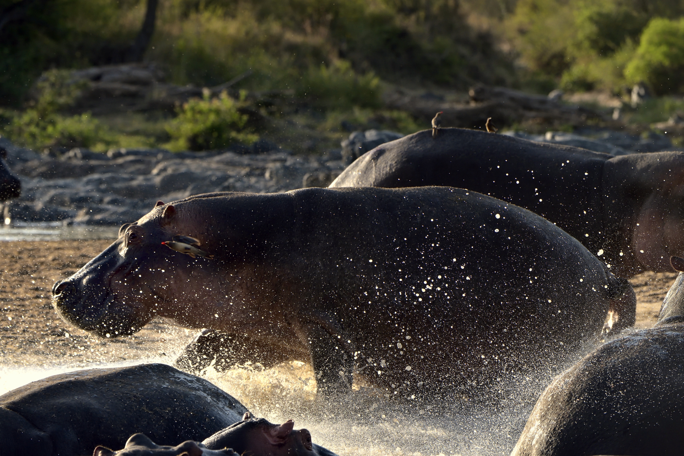 Tanzania 2015 - Ippo