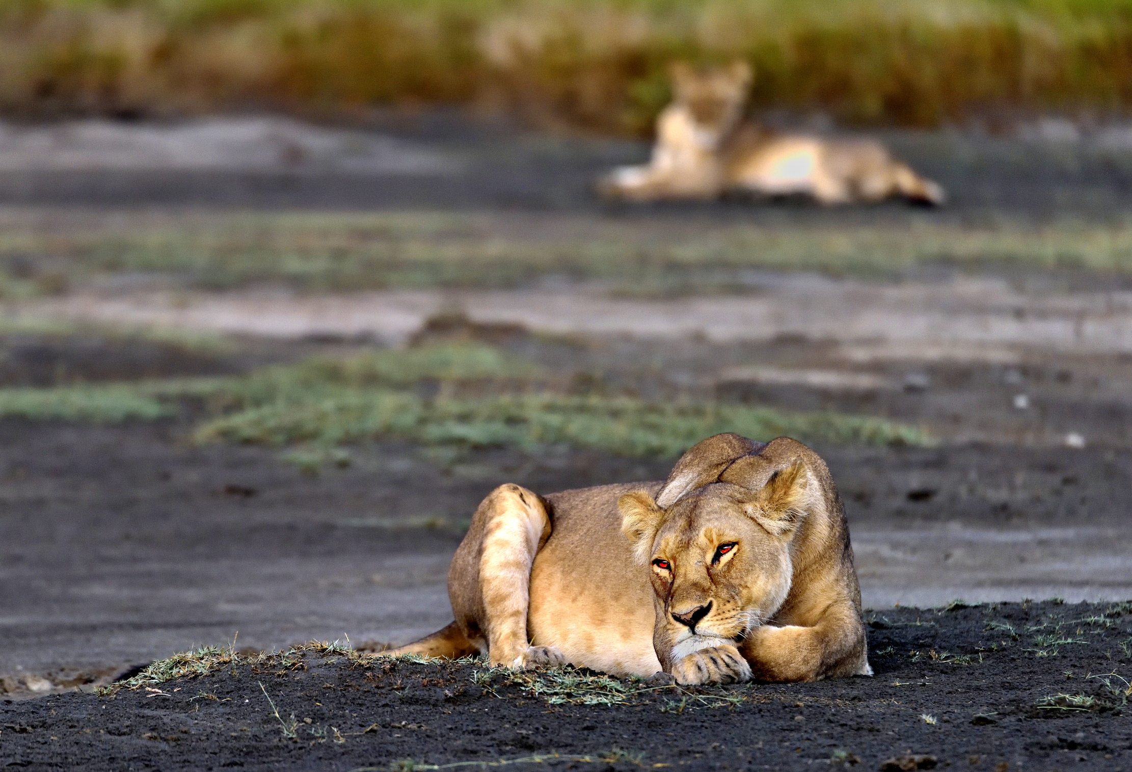 Tanzania 2015 - All'alba